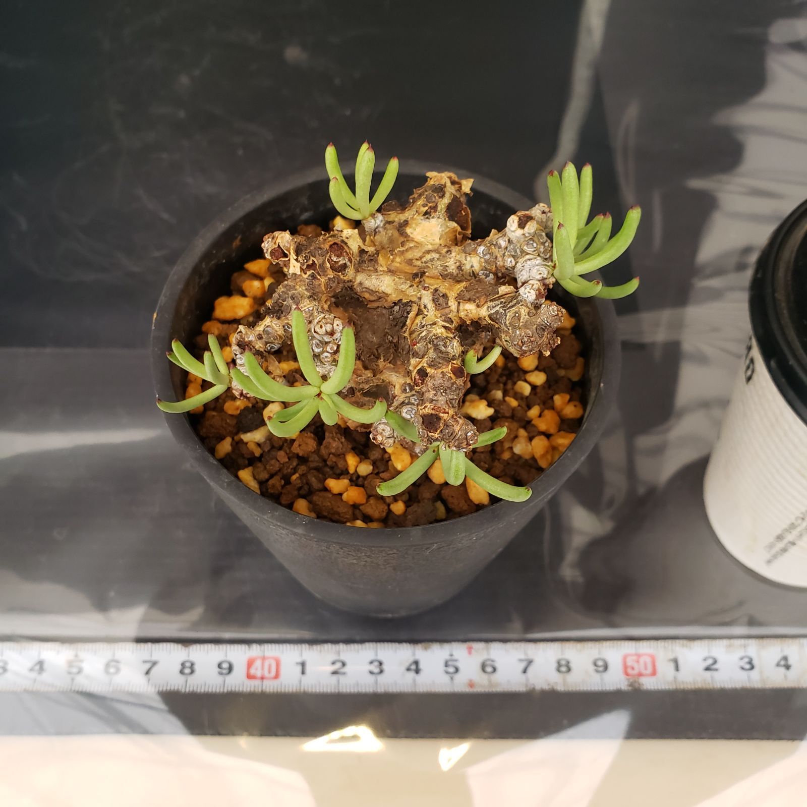 ペラルゴニウム トリステ・チレコドン ペアルソニー 現地球 ペラルゴニウム トリステ・チレコドン ペアルソニー 現地球