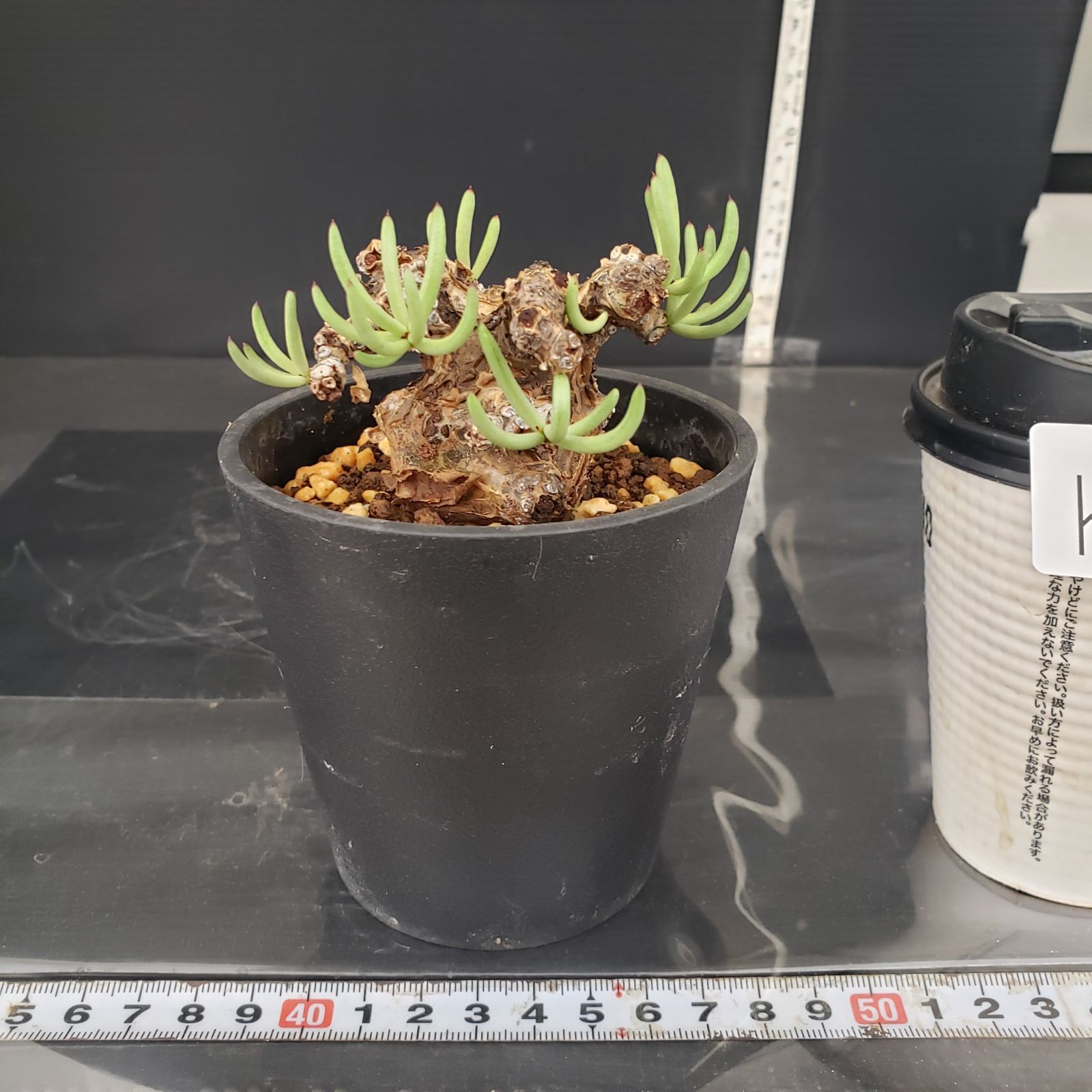 K199【自社養生株】チレコドン ペアルソニー（現地球・発根株・鉢植え