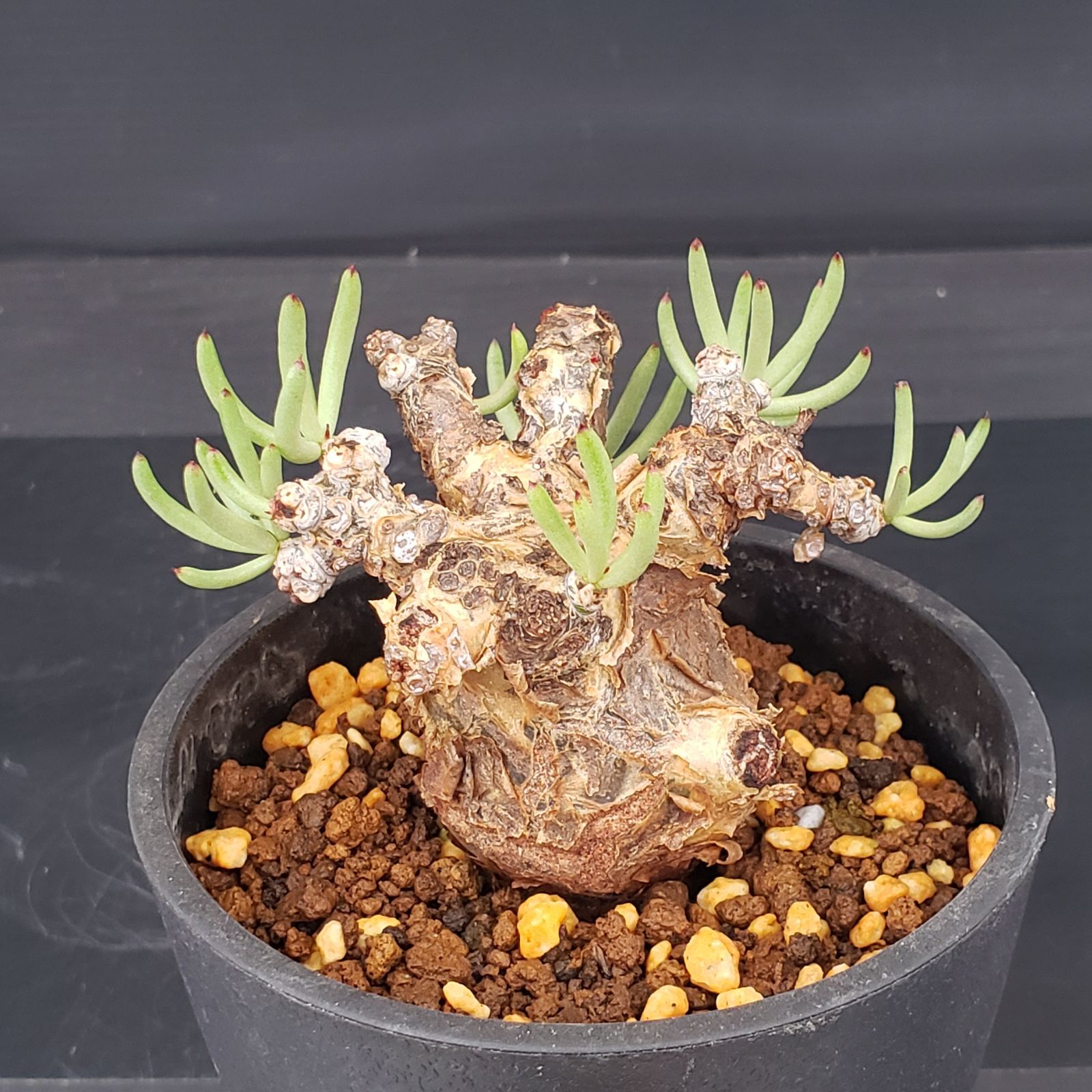 【現地球／バチバチ発根済】チレコドン　ペアルソニー　ODDROOTS管理株 現地球／バチバチ発根済】チレコドン ペアルソニー ODDROOTS管理株