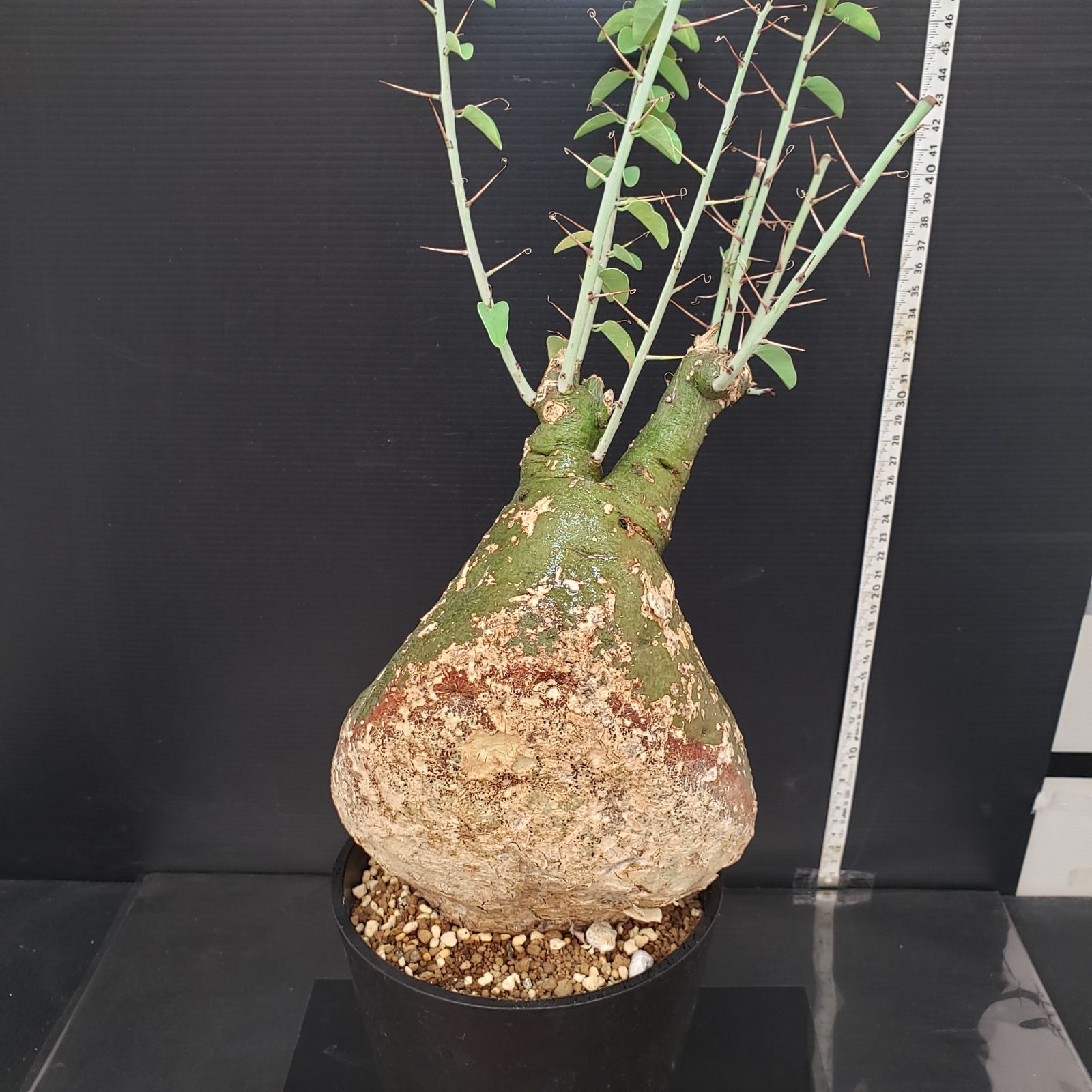 アデニア　スピノーサ　現地球　鉢付き アデニア スピノーサ | GREEN LUCK