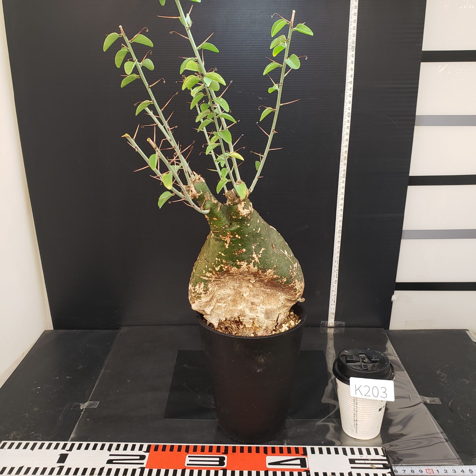 K203【自社養生株】アデニア スピノーサ（現地球・発根株・鉢植え