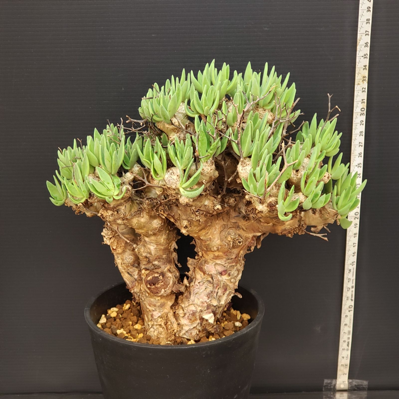 K204【自社養生株】チレコドン レティキュラータス 万物想（L）（現地