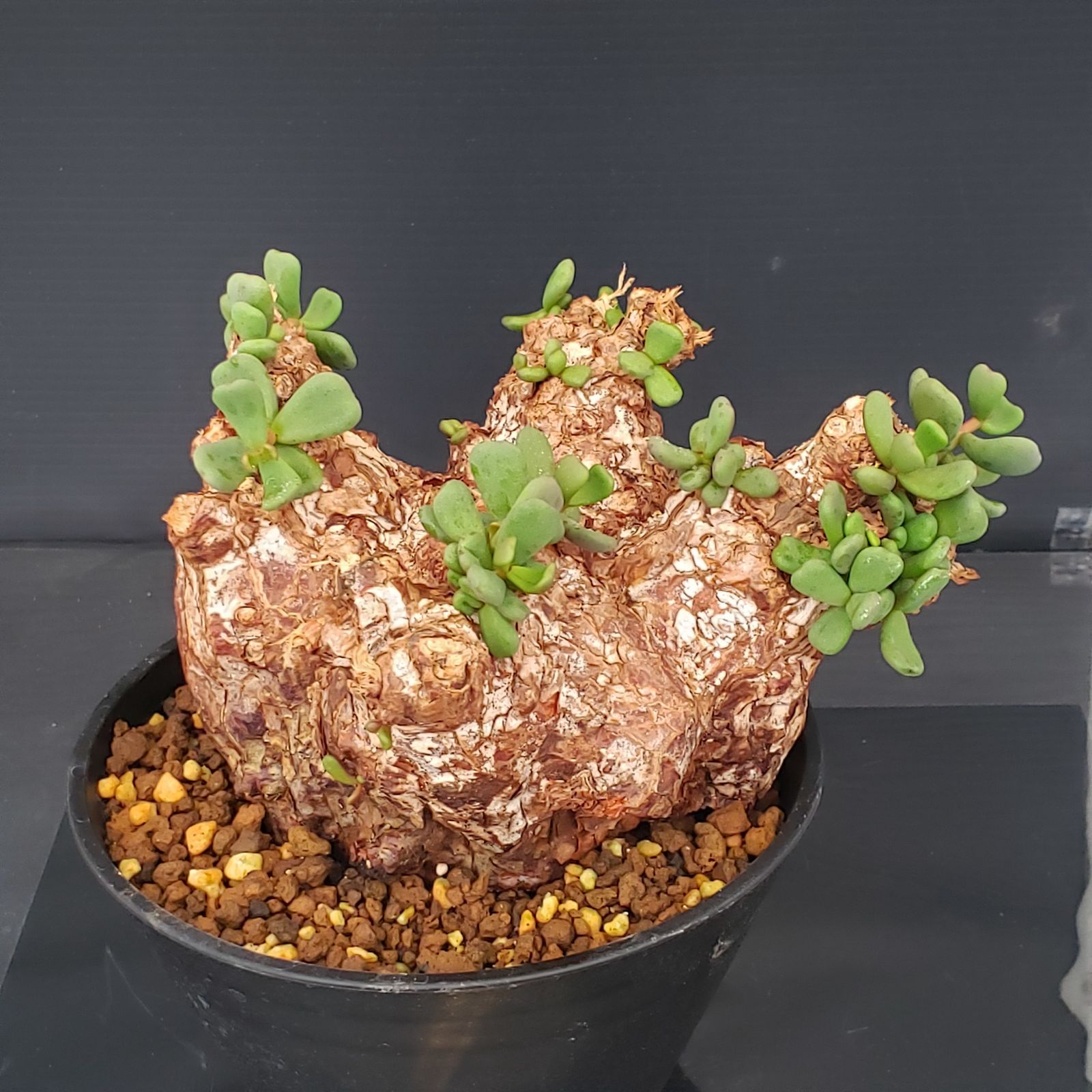 取引件数9999件記念特価！ 発根済み 現地株 ケラリア ピグマエア 塊根 K208【自社養生株】ケラリア ピグマエア（現地球・発根開始株・鉢植え