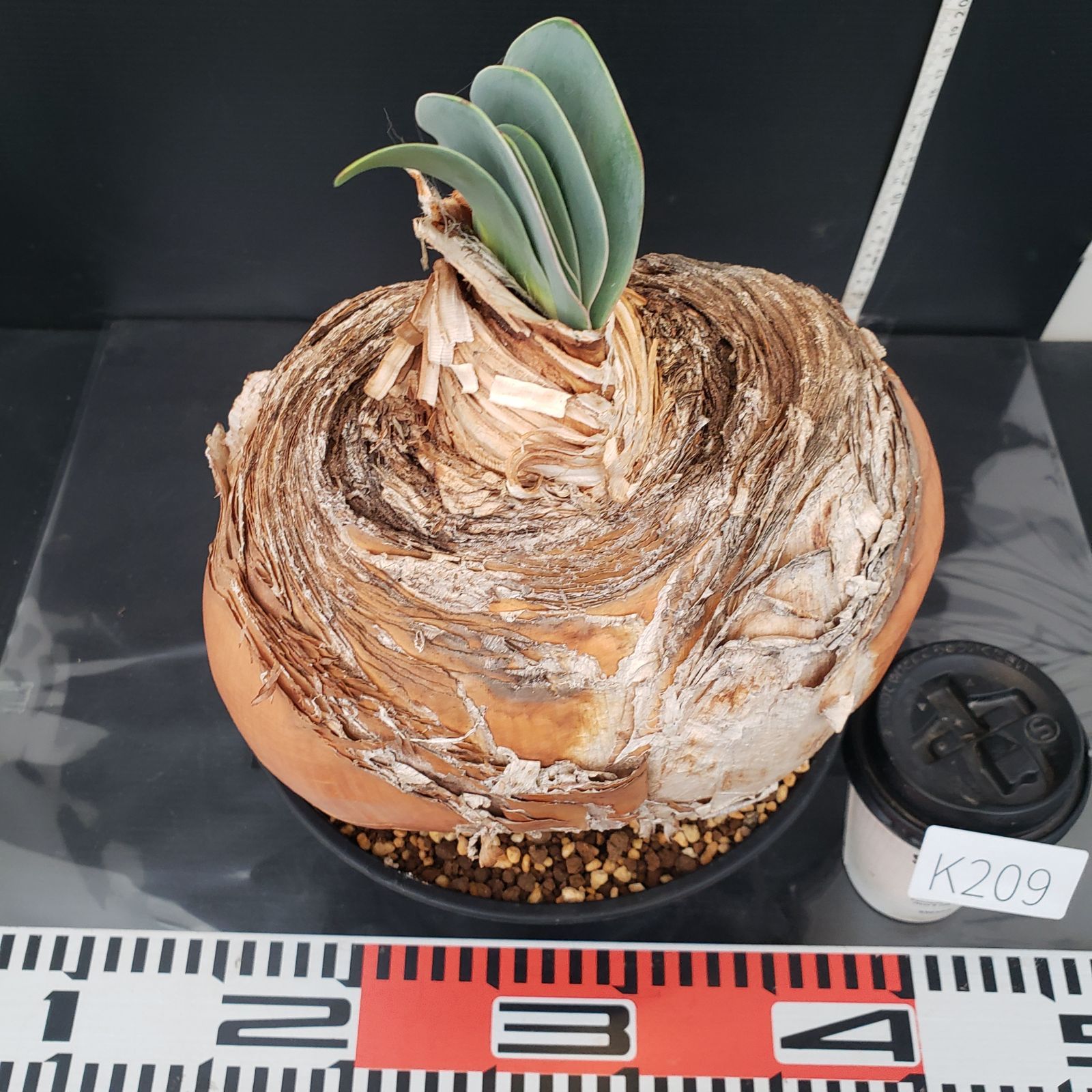 セ*道様 K14「球根植物」ブーファン ハエマンソイデス 産地株 20株 ブーファン ハエマンソイデス 