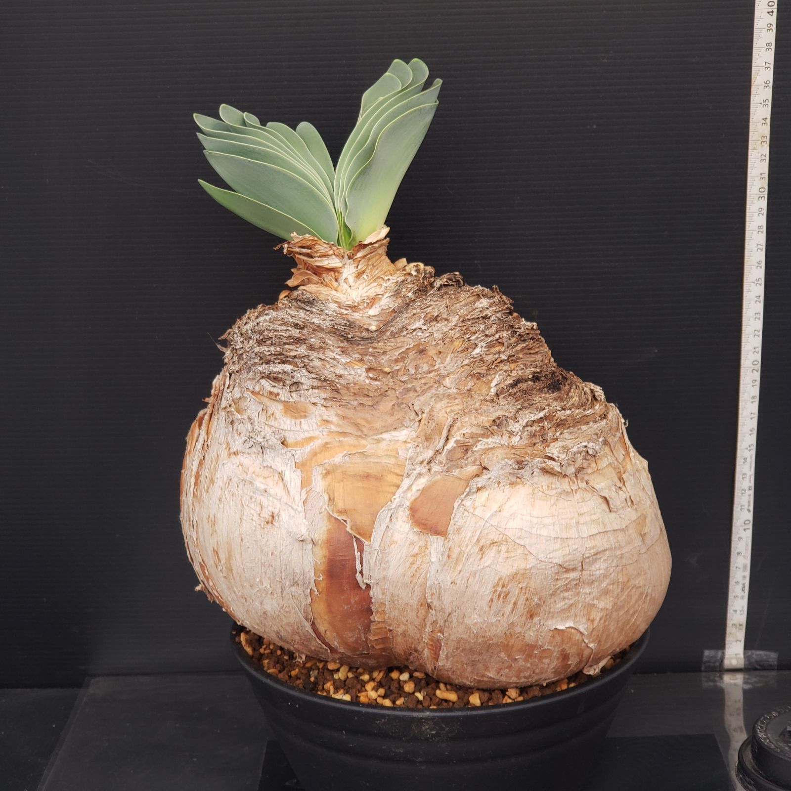 K210【自社養生株】ブーファン ハエマンソイデス（現地球・発根株