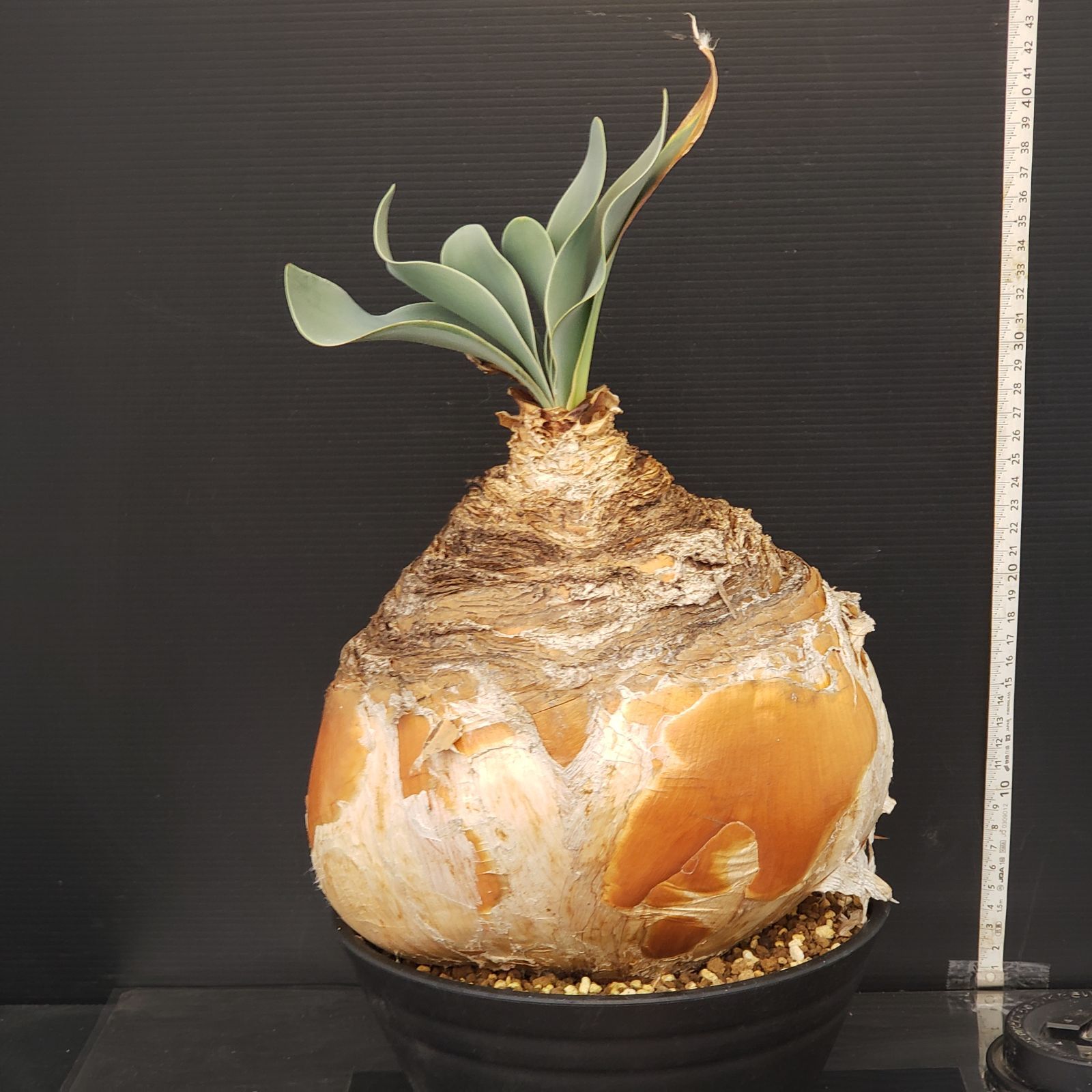 K211【自社養生株】ブーファン ハエマンソイデス（現地球・発根株