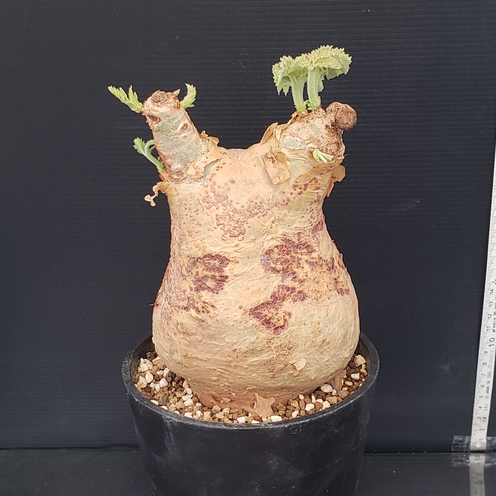 K213【自社養生株】キフォステンマ マクロプス（現地球・発根株