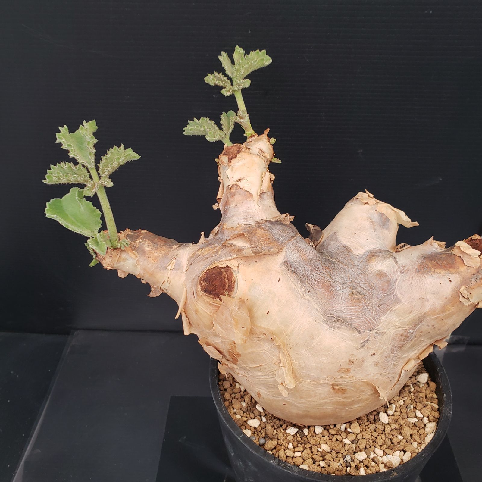 キフォステンマ　マクロプス　現地株 コーデックス：キフォステンマ ウター マクロプス*塊根幅30cm 現品