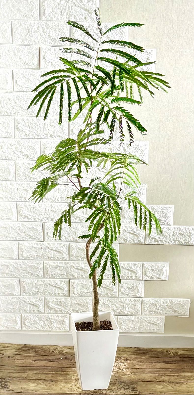 エバーフレッシュ⭐️曲がり 観葉植物 - メルカリ