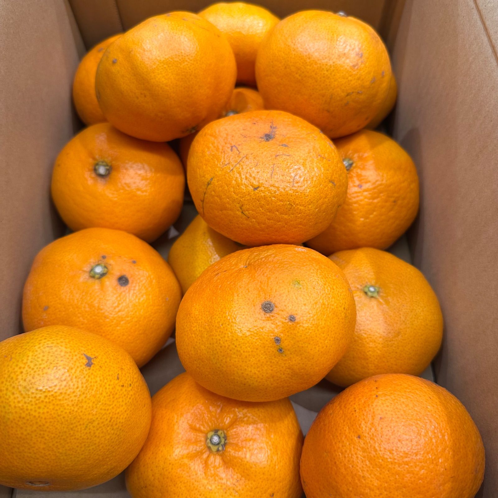 【ミキ】大玉甘平6Kg＊２箱 【２箱括りでの発送】 No.14 甘平 化粧箱（贈答用）4L8玉または3L10玉または2L12玉またはL15