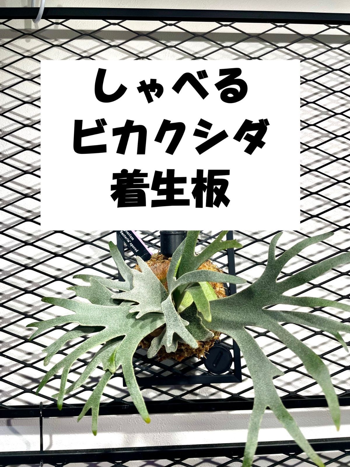 しゃべる ビカクシダ着生板 120㎜×200㎜ 1枚 NFCタグ付属