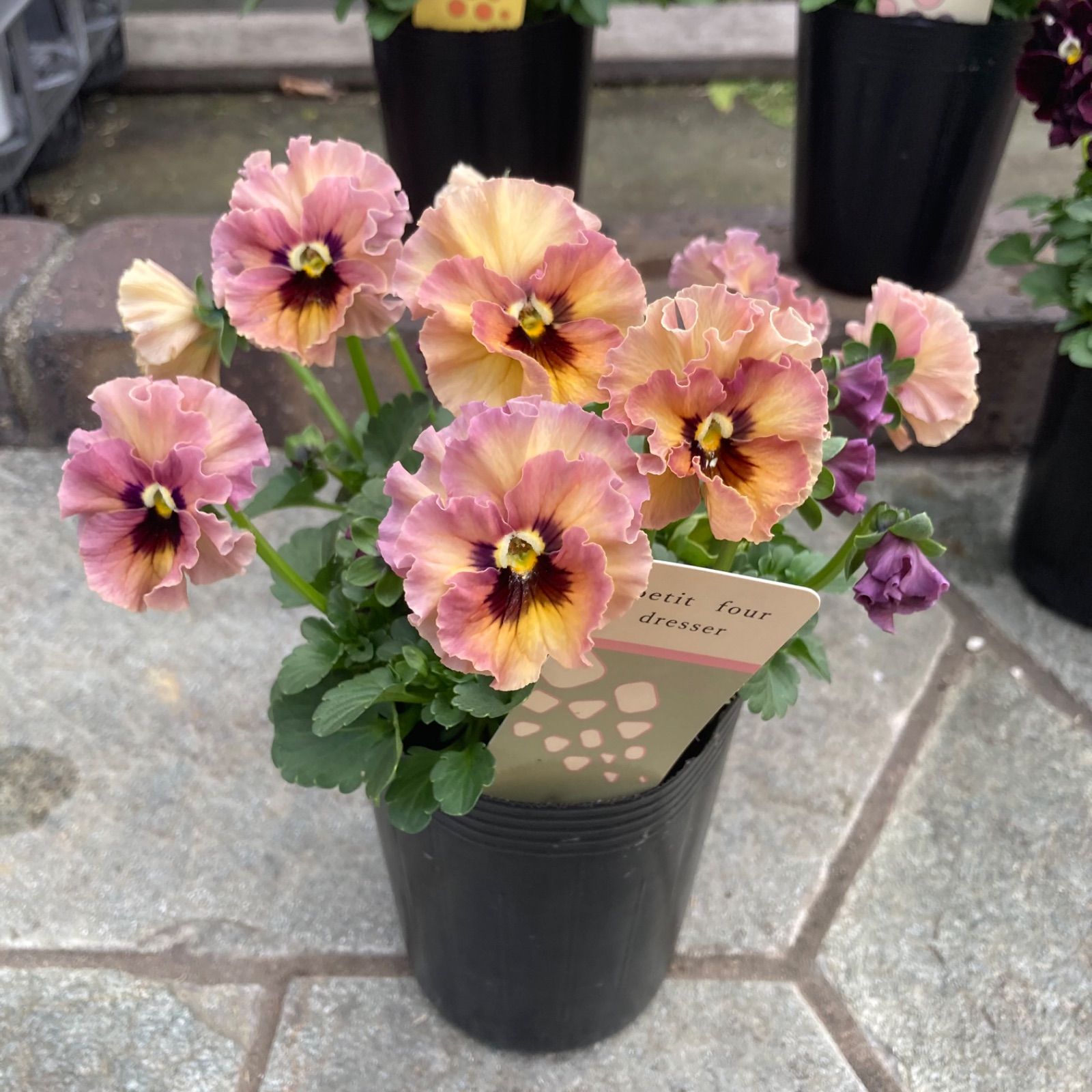 プティフール ビオラ 4株セット 送料込み ハルグリン 花 苗 - メルカリ