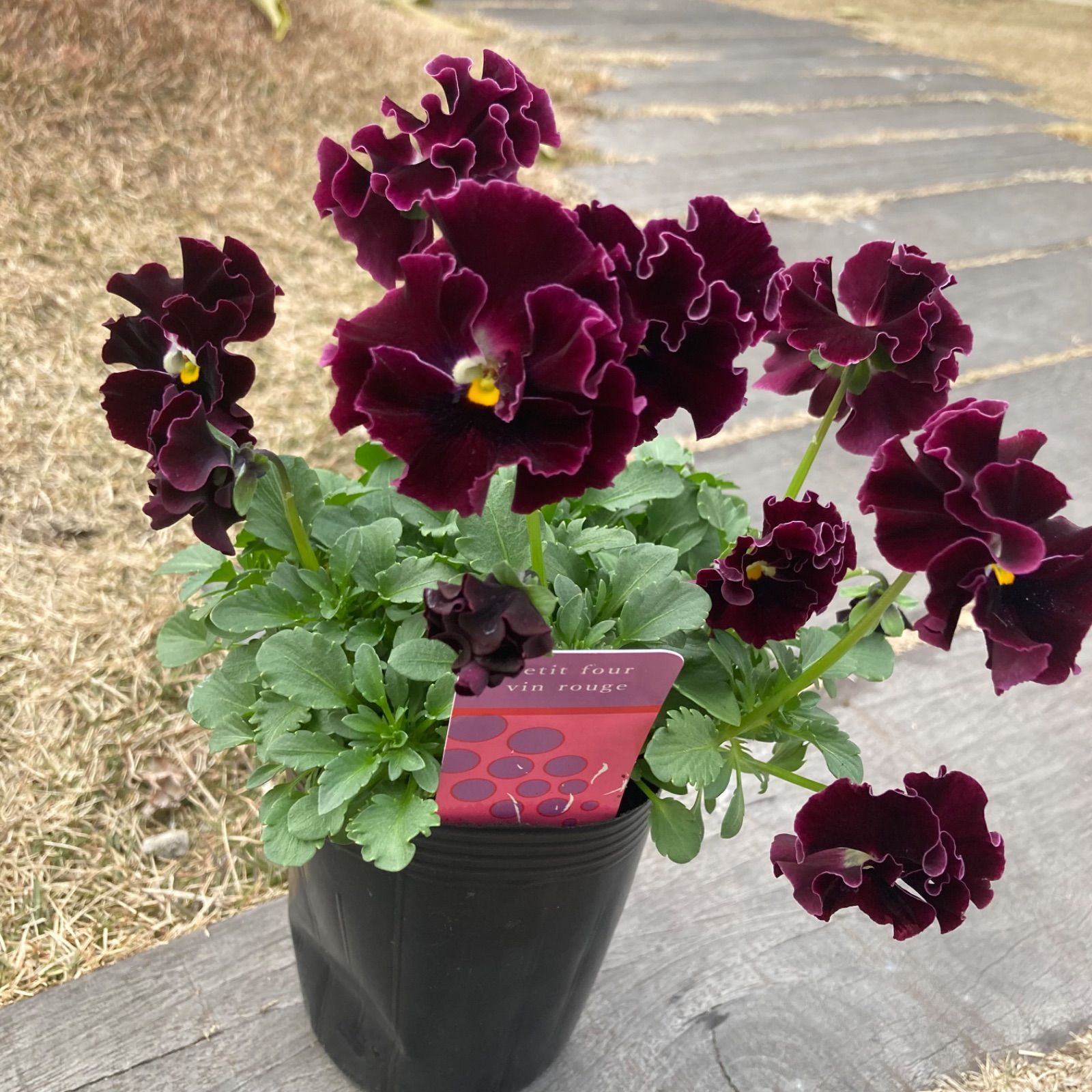 プティフール ビオラ 4株セット 送料込み ハルグリン 花 苗 - メルカリ