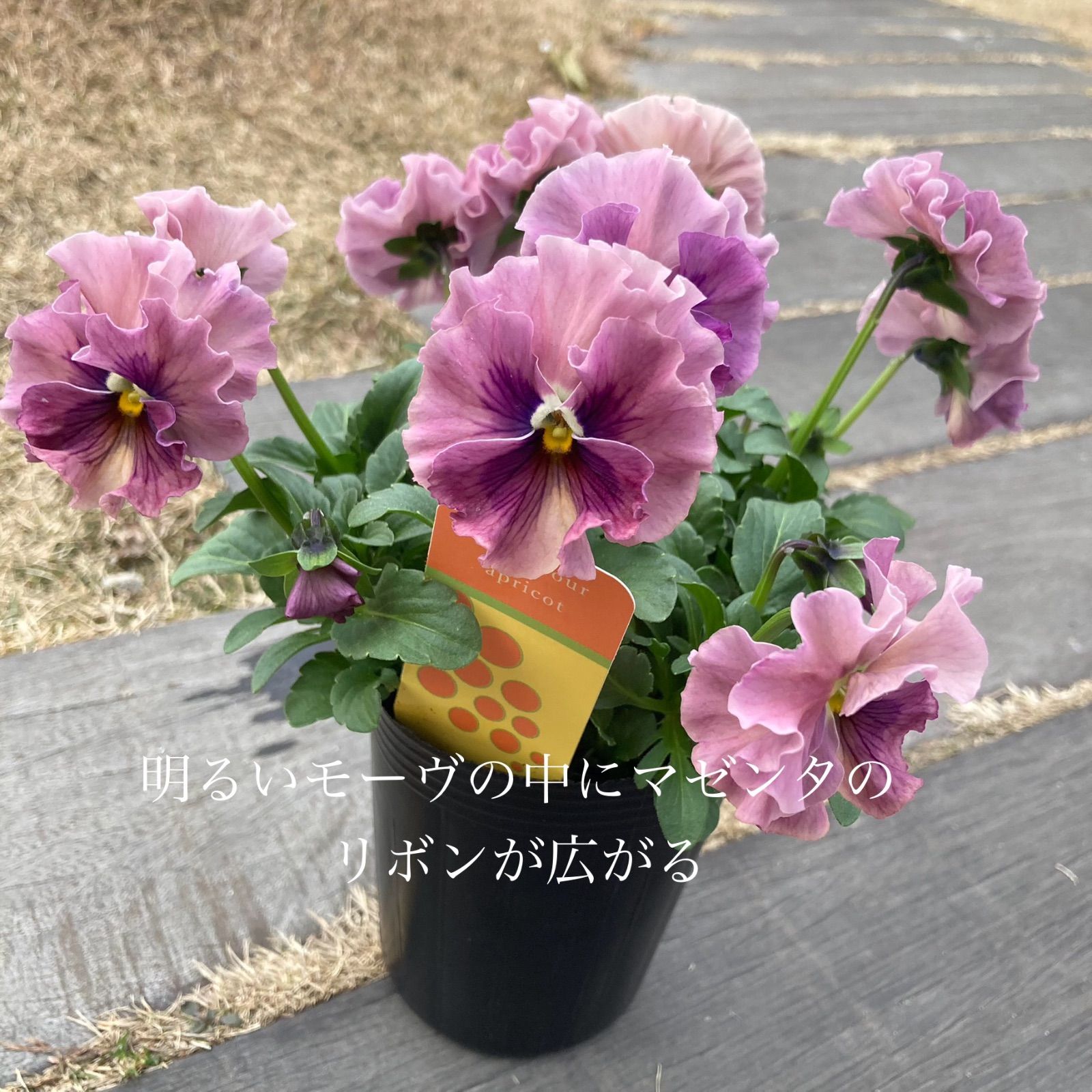 プティフール ビオラ 4株セット 送料込み ハルグリン 花 苗 - メルカリ