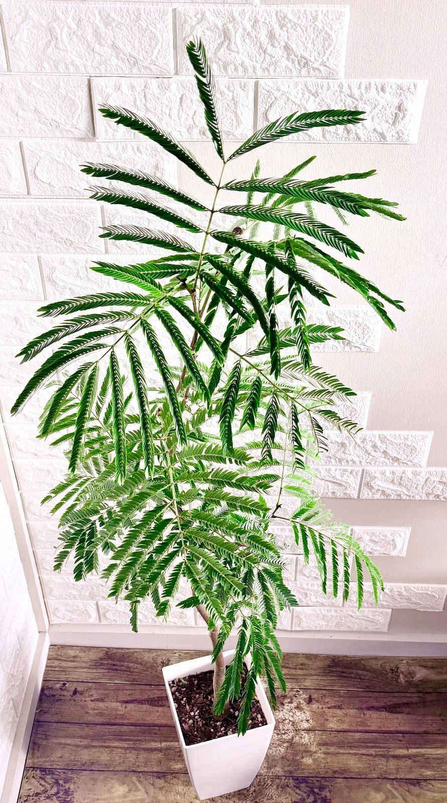 エバーフレッシュ⭐️曲がり 観葉植物 - メルカリ