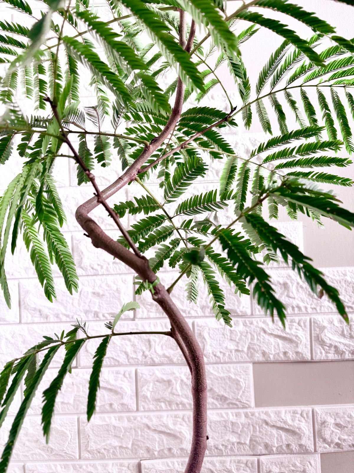 エバーフレッシュ⭐️曲がり 観葉植物 - メルカリ