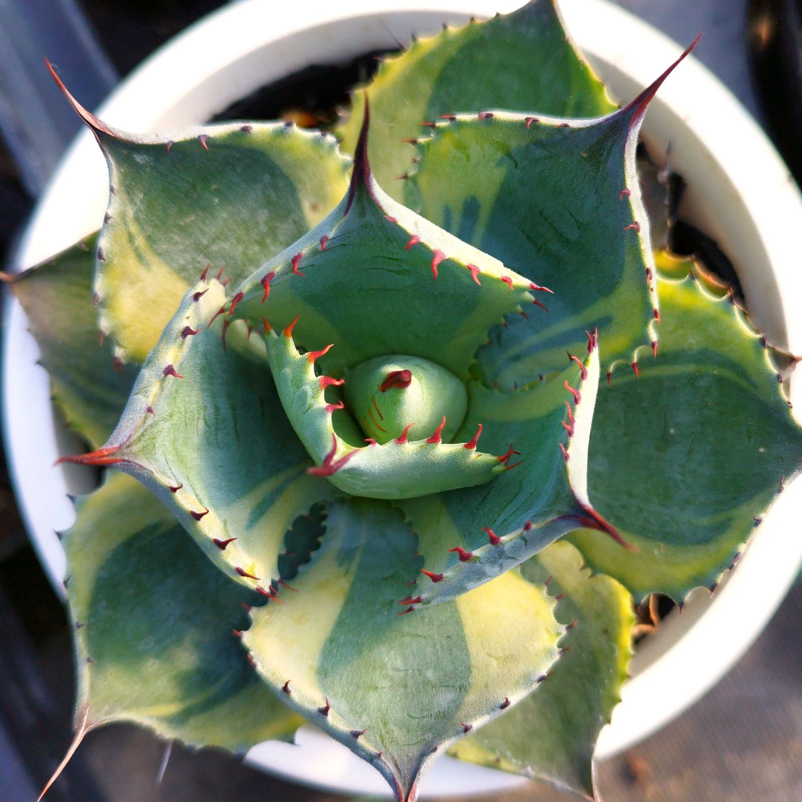 アガベ ☆雷帝 雷神 親株 美株 肉厚 選抜 2026年最新】アガベ雷帝の人気アイテム - メルカリ