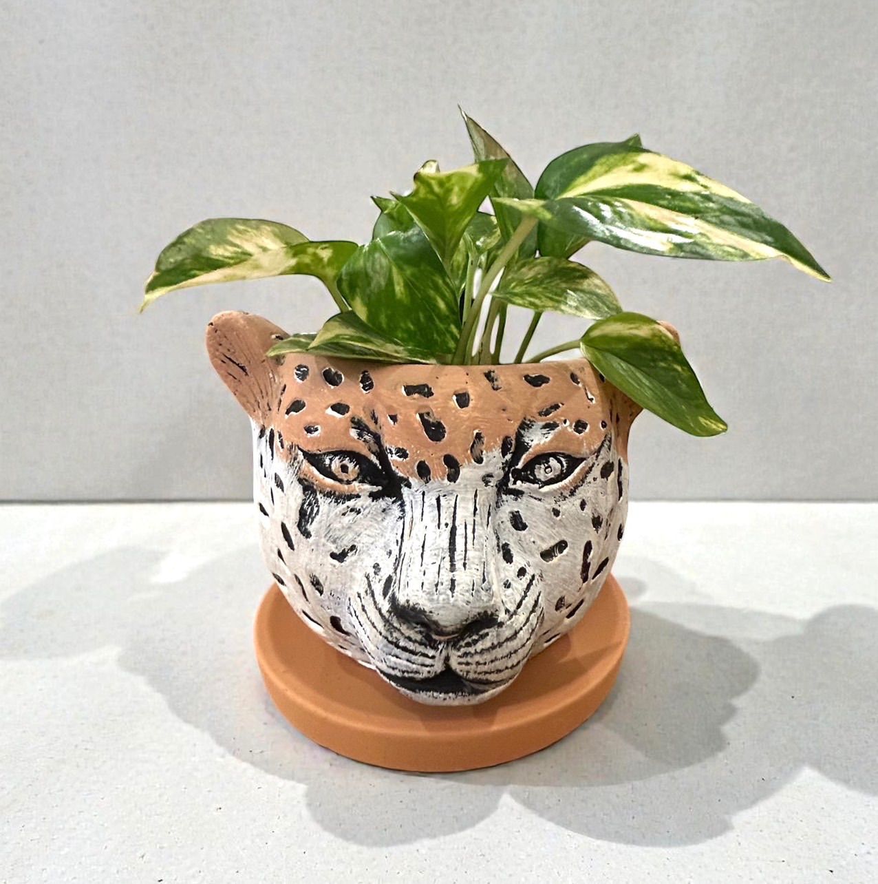 植木鉢 花器 陶器 ヒョウ アニマルポット 底穴あり 受け皿付き 外寸