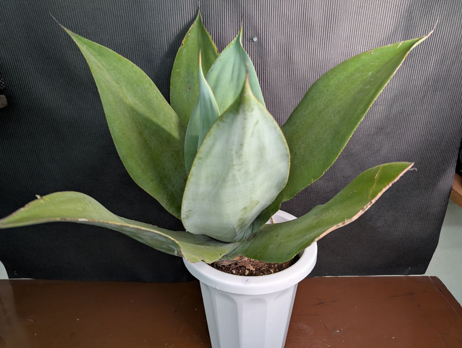 品種 アガベ トゥルービューティー