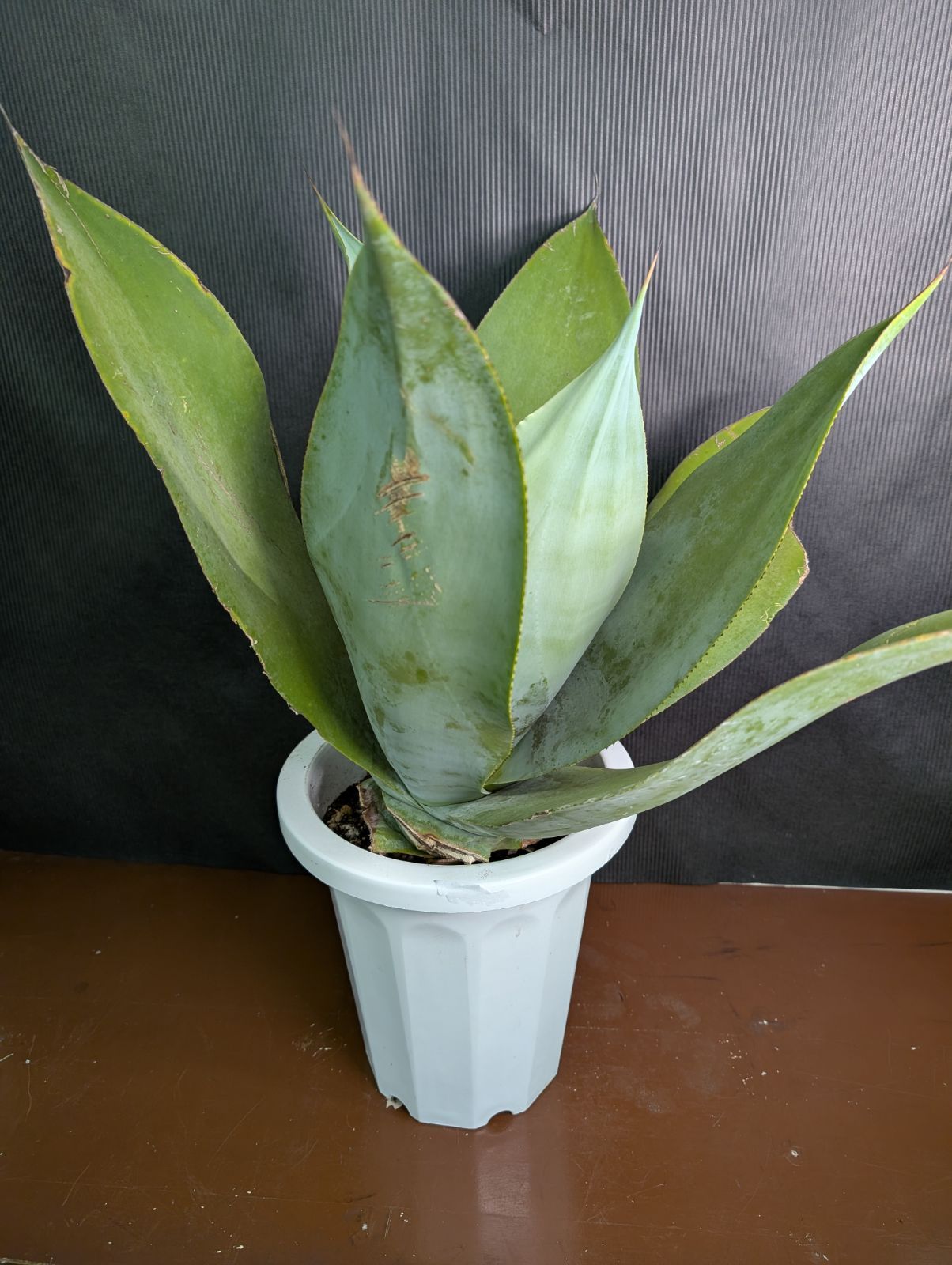 【大苗】アガベ トゥルービューティー Agave 'True Beauty' m51804417312_1.jpg?1729944811