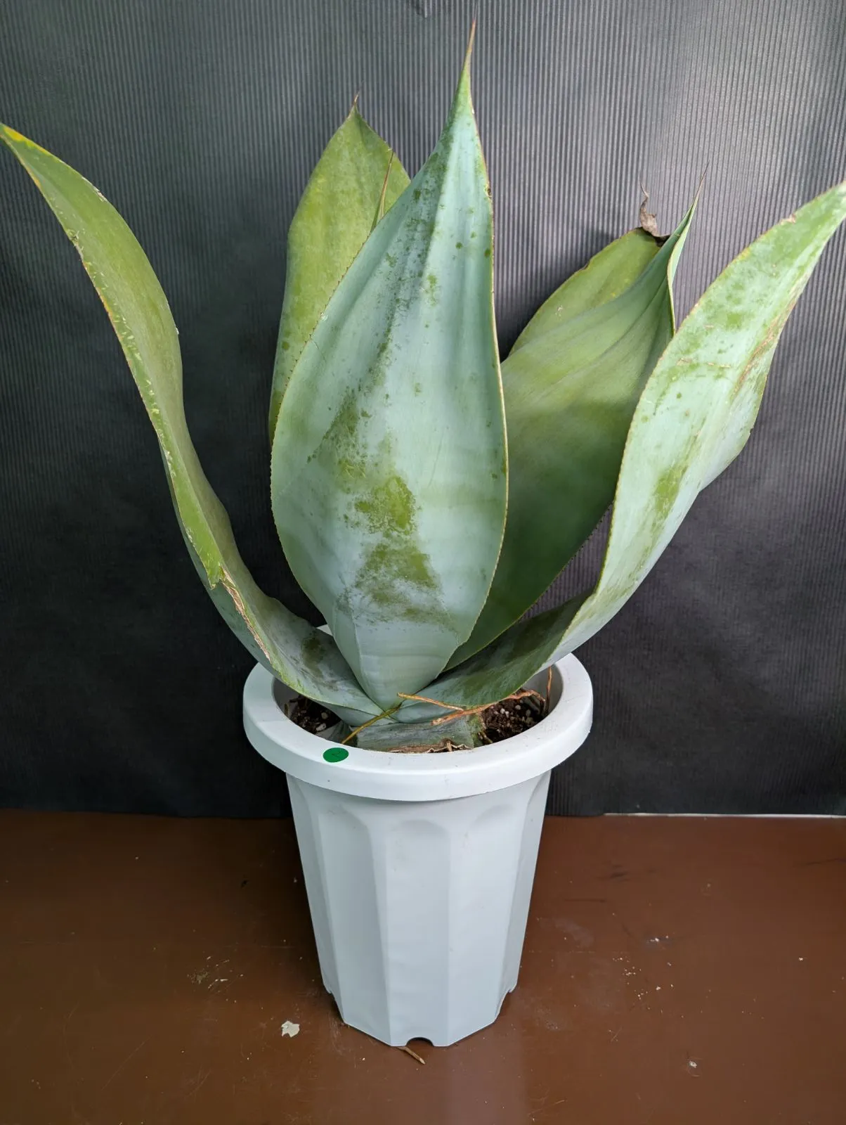 2026年最新】アガベ アテナータ ボーチンブルーの人気アイテム - メルカリ