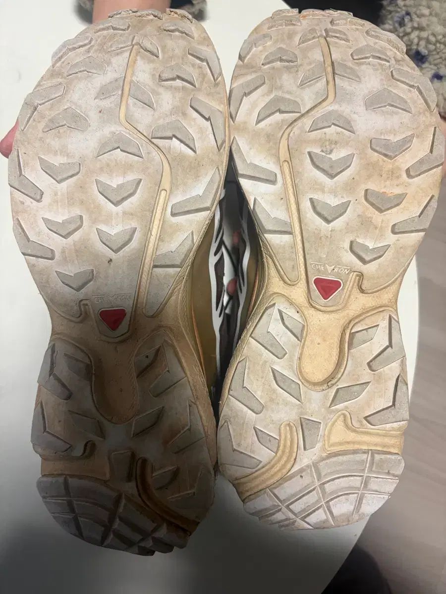 xt-6 カンガルー