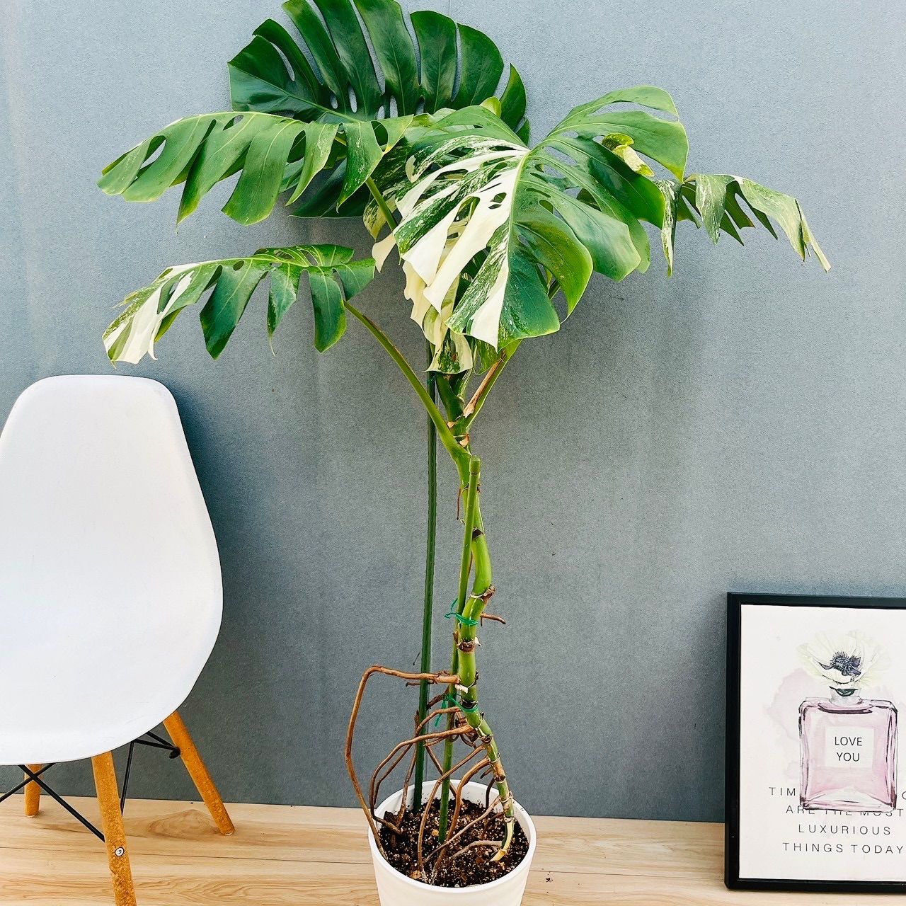 現品 6番 モンステラ ボルシギアナ 8号 白 斑入り 観葉植物 室内 ホワイトタイガー