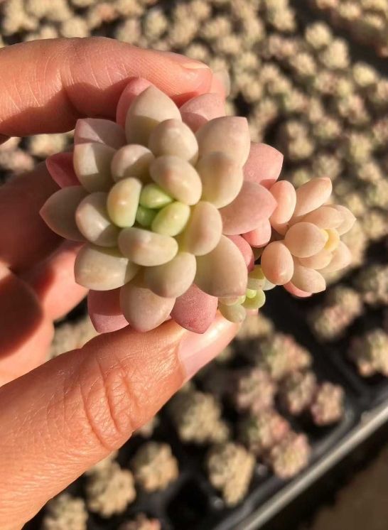 そ*い様 M509　ロビン　105苗　多肉植物 土と根付き エケベリア　韓国苗 新発売 QS67 ピンクロータス 105苗セット 土と根付き 多肉植物