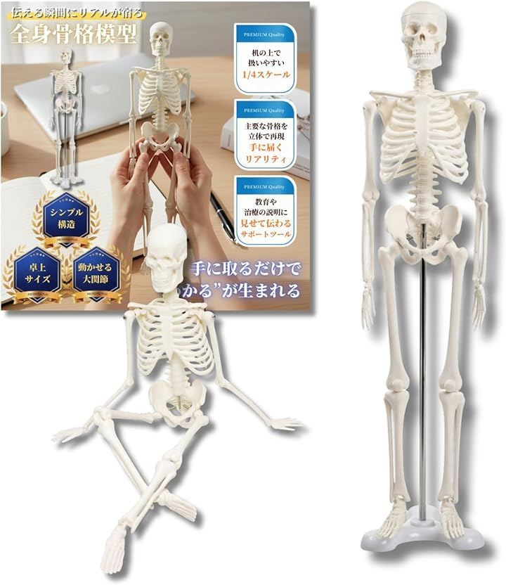 After7 シンプルな1/4サイズの全身骨格模型 人体模型 ミニ 骨格標本 骨