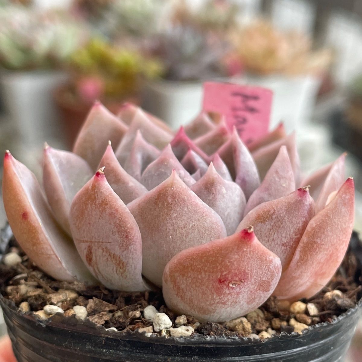 多肉植物 久米の舞♡抜き苗(^○^) 多肉植物 久米の舞♡抜き苗(^○^) 【公式通販】