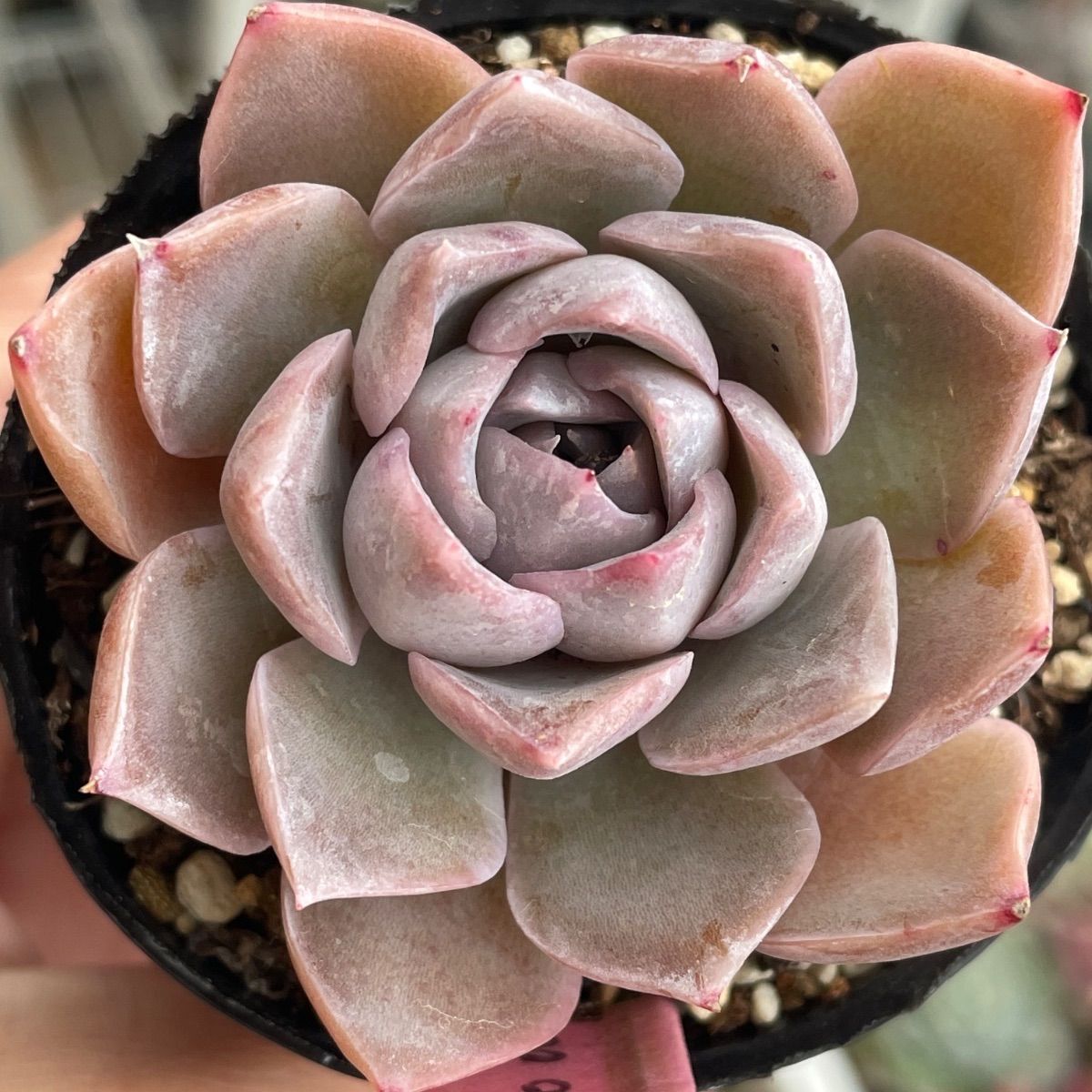 薄化粧 多肉植物 セダムパルメリ 挿し木苗 根付き 抜き苗 薄化粧 多肉