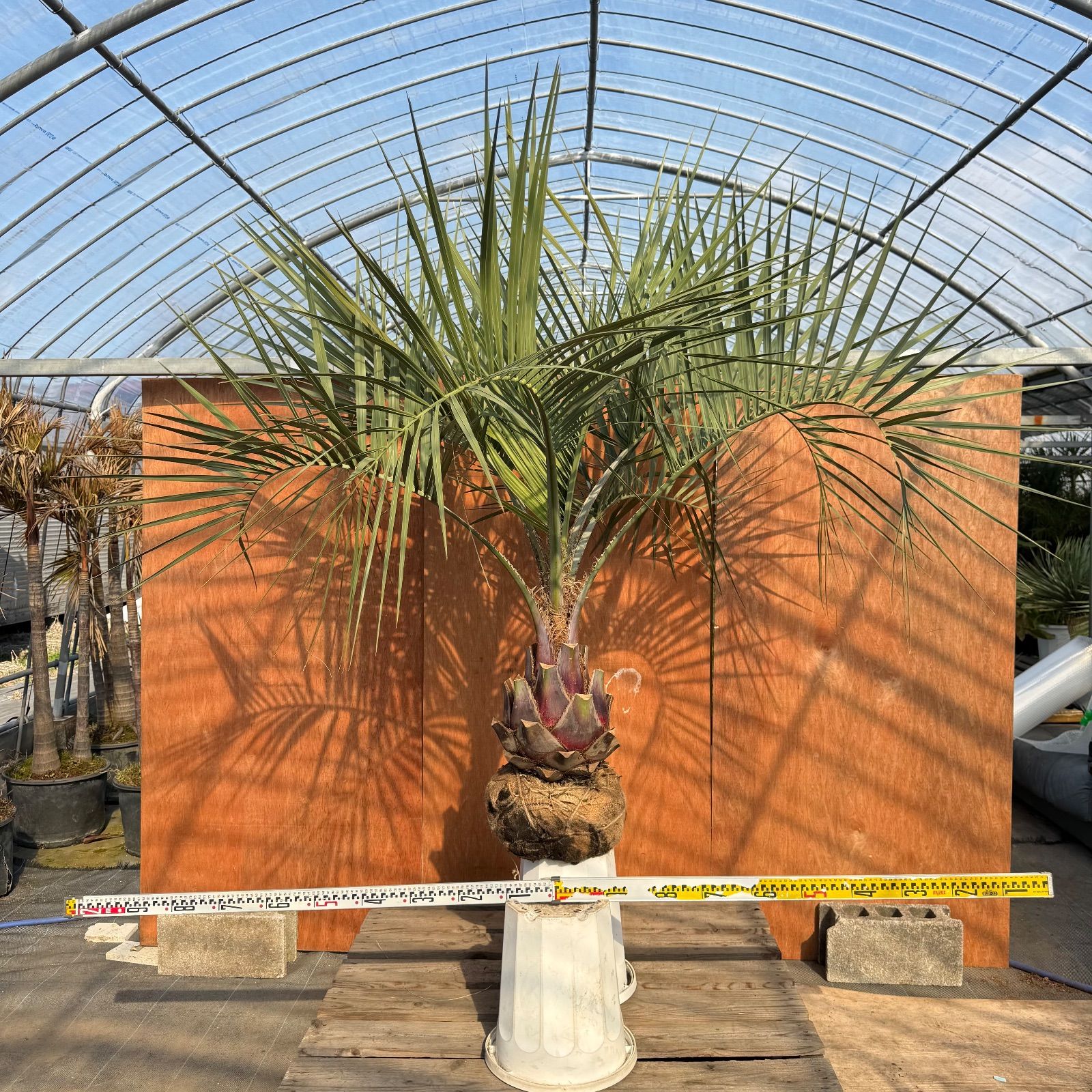 ハ*ン様 ココスヤシシルバーリーフ【10月限定】葉先180cm幹回り90cm 幹 ハ*ン様 ココスヤシシルバーリーフ【10月限定】葉先180cm幹回り90cm