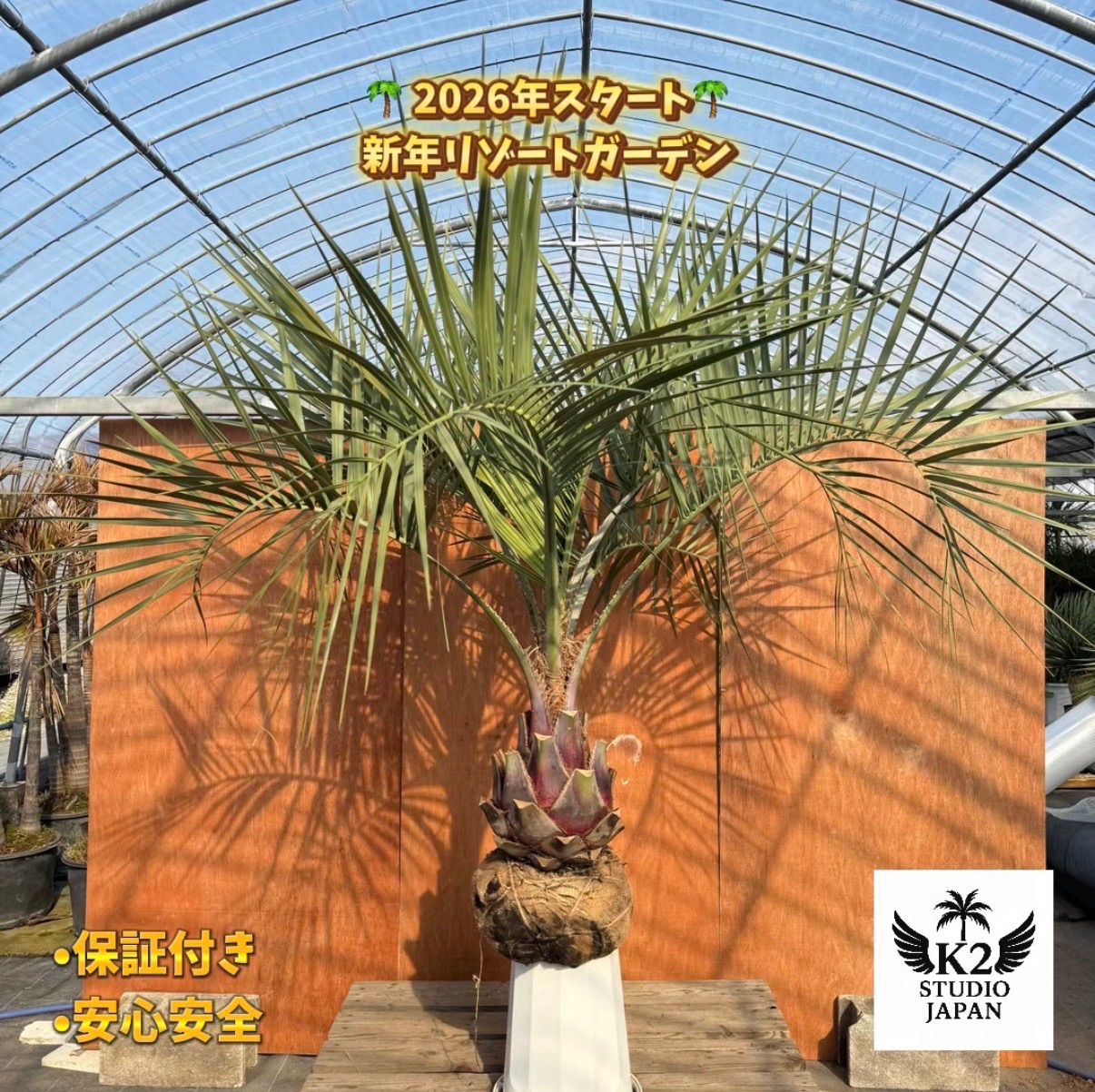 ク*ン様 ココスヤシシルバーリーフ【双子極太】葉先170cm幹回り50cm 幹高 ココスヤシシルバーリーフ【極太】葉先250cm幹回り100cm 幹高50cm