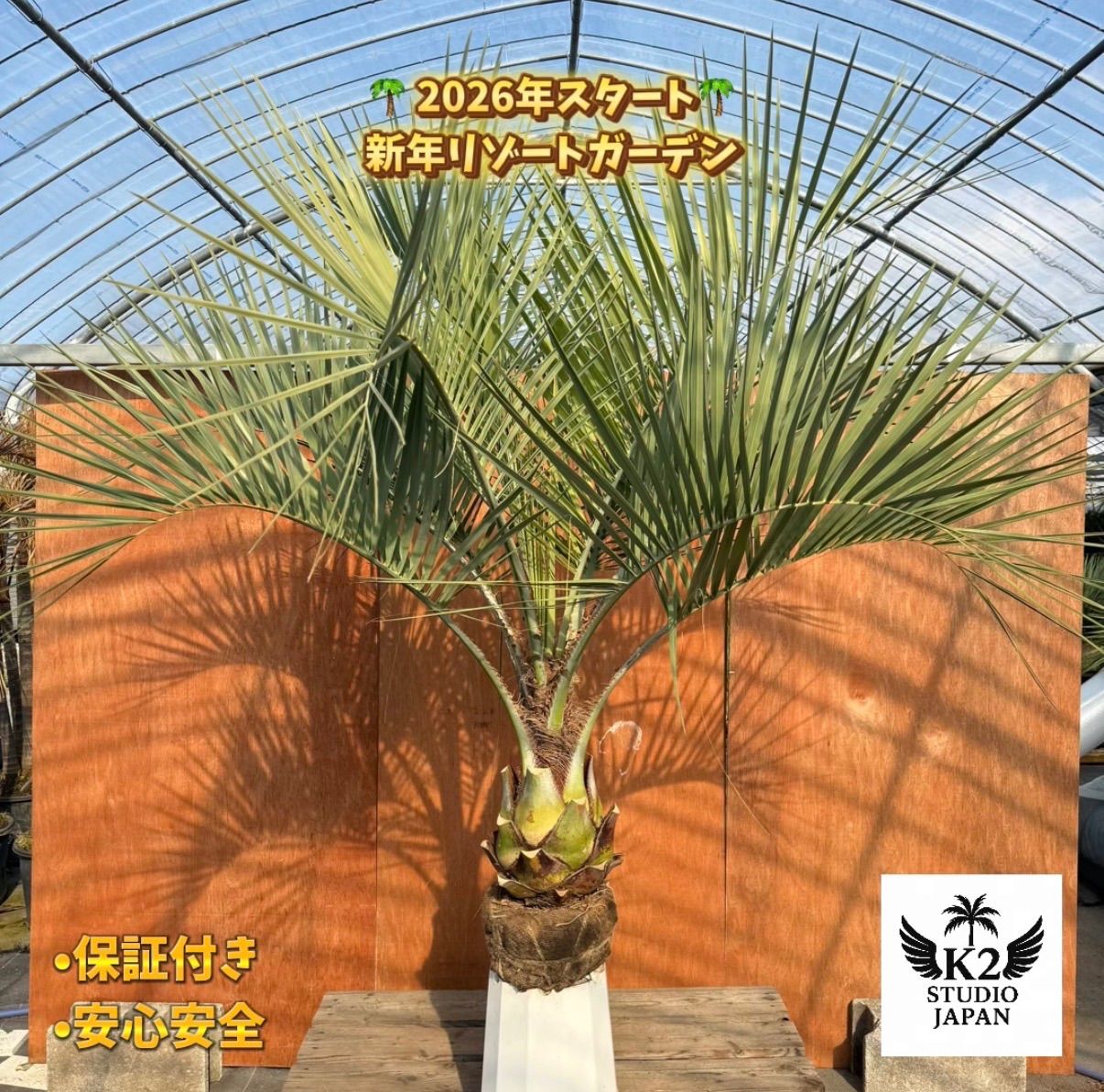 お庭がリゾートに🌴ココスヤシ【幹太80cm／葉先150cm】シルバーリーフ