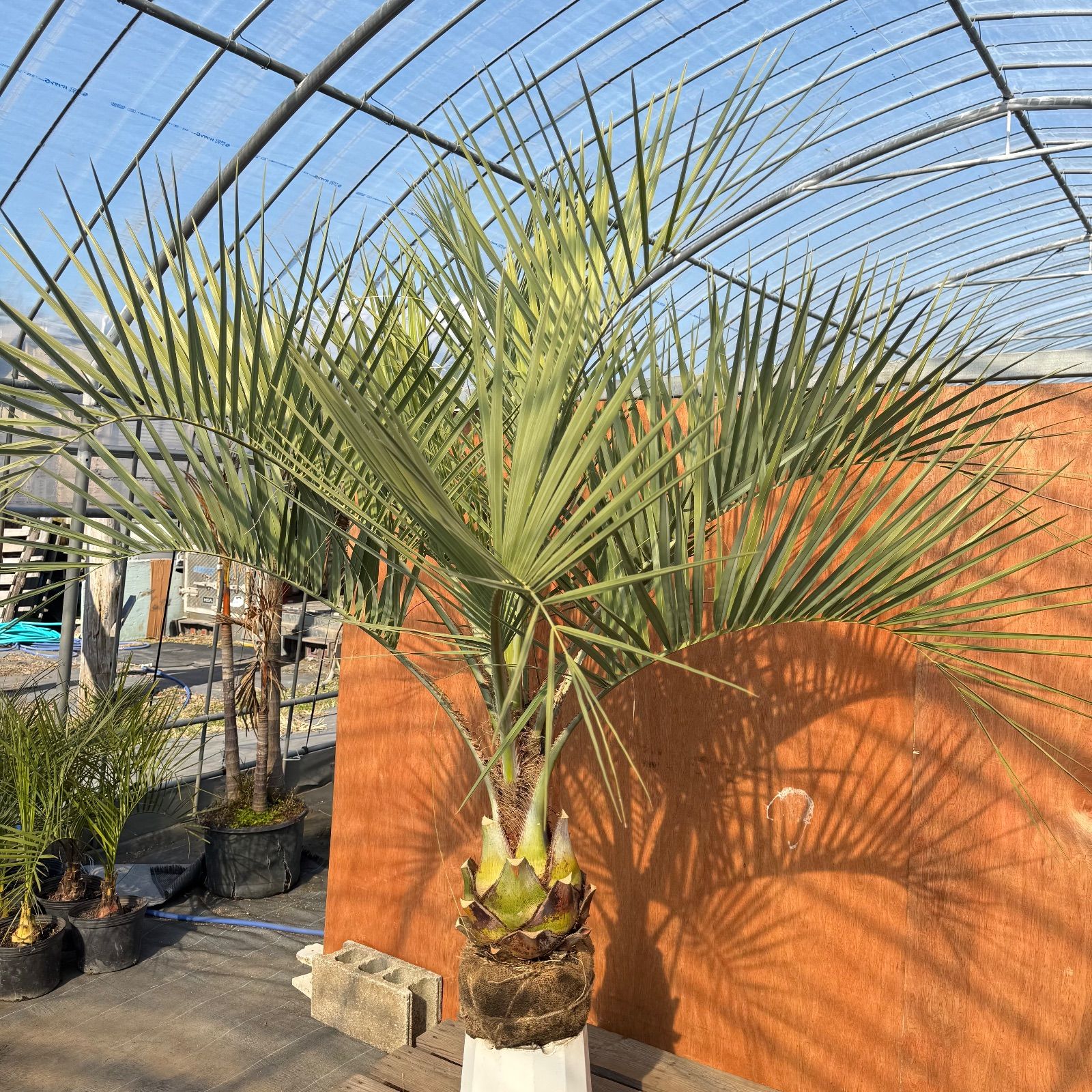 お庭がリゾートに🌴ココスヤシ【幹太80cm／葉先150cm】シルバーリーフ