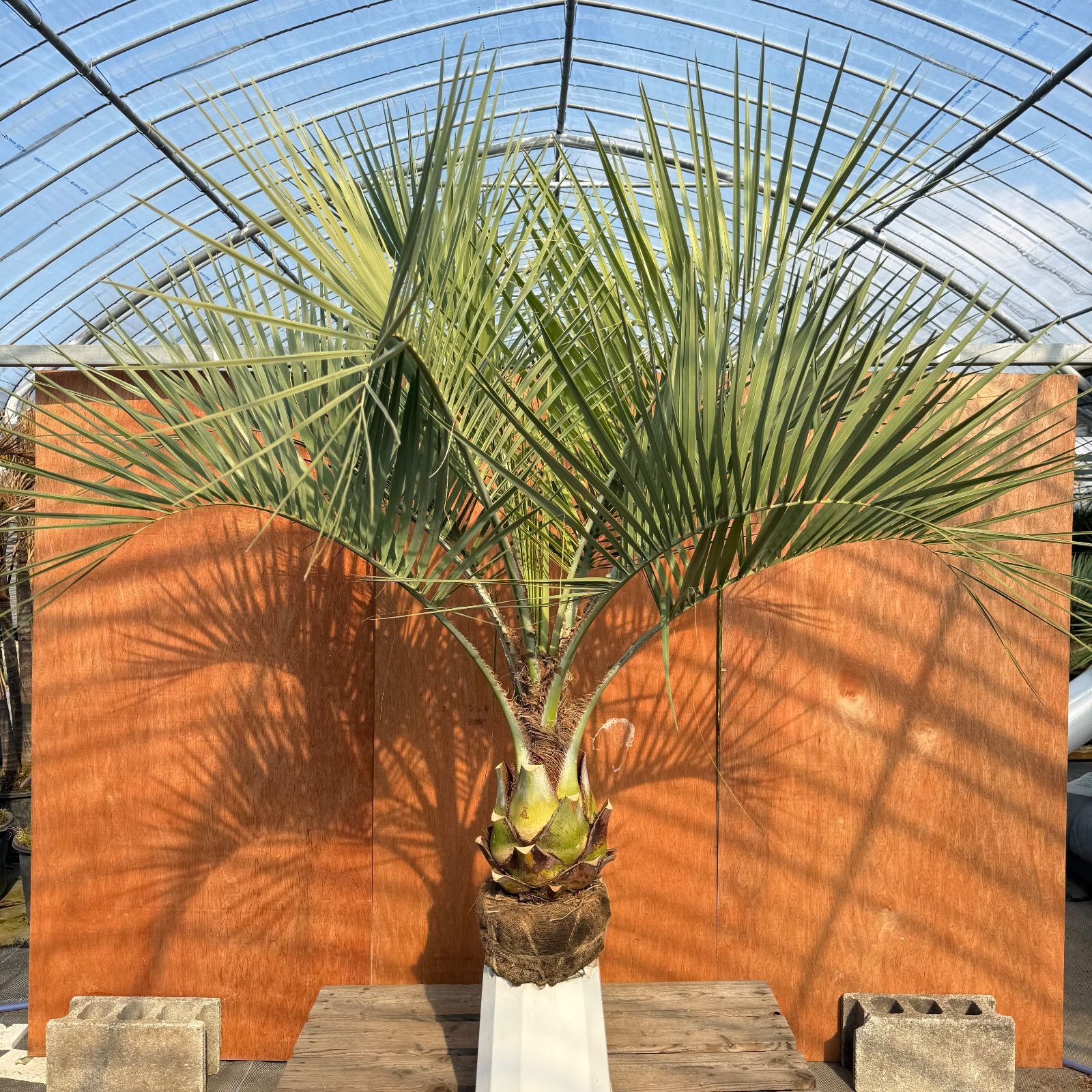 お庭がリゾートに🌴ココスヤシ【幹太80cm／葉先150cm】シルバーリーフ