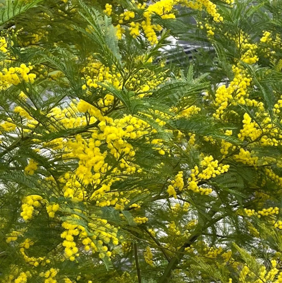 ミモザ　ミモザフレッシュ ミモザ ミモザフレッシュ 楽天市場】フレッシュミモザの通販