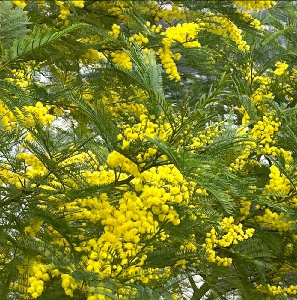 No.213d♡フレッシュ♡フサアカシア♡ミモザ ミモザ 60サイズ 希少品種 国産 フサアカシア フレッシュ 花材