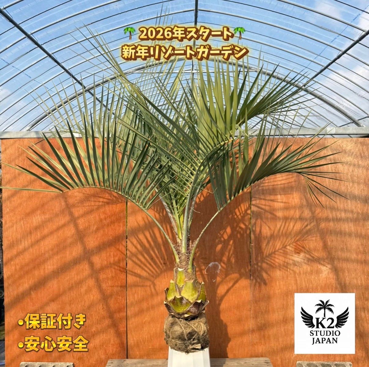 ヨ*ン様 ココスヤシシルバーリーフ【極太】葉先160cm幹回り80cm 幹高25 ヨ*ン様 ココスヤシシルバーリーフ【極太】葉先160cm幹回り80cm 幹高