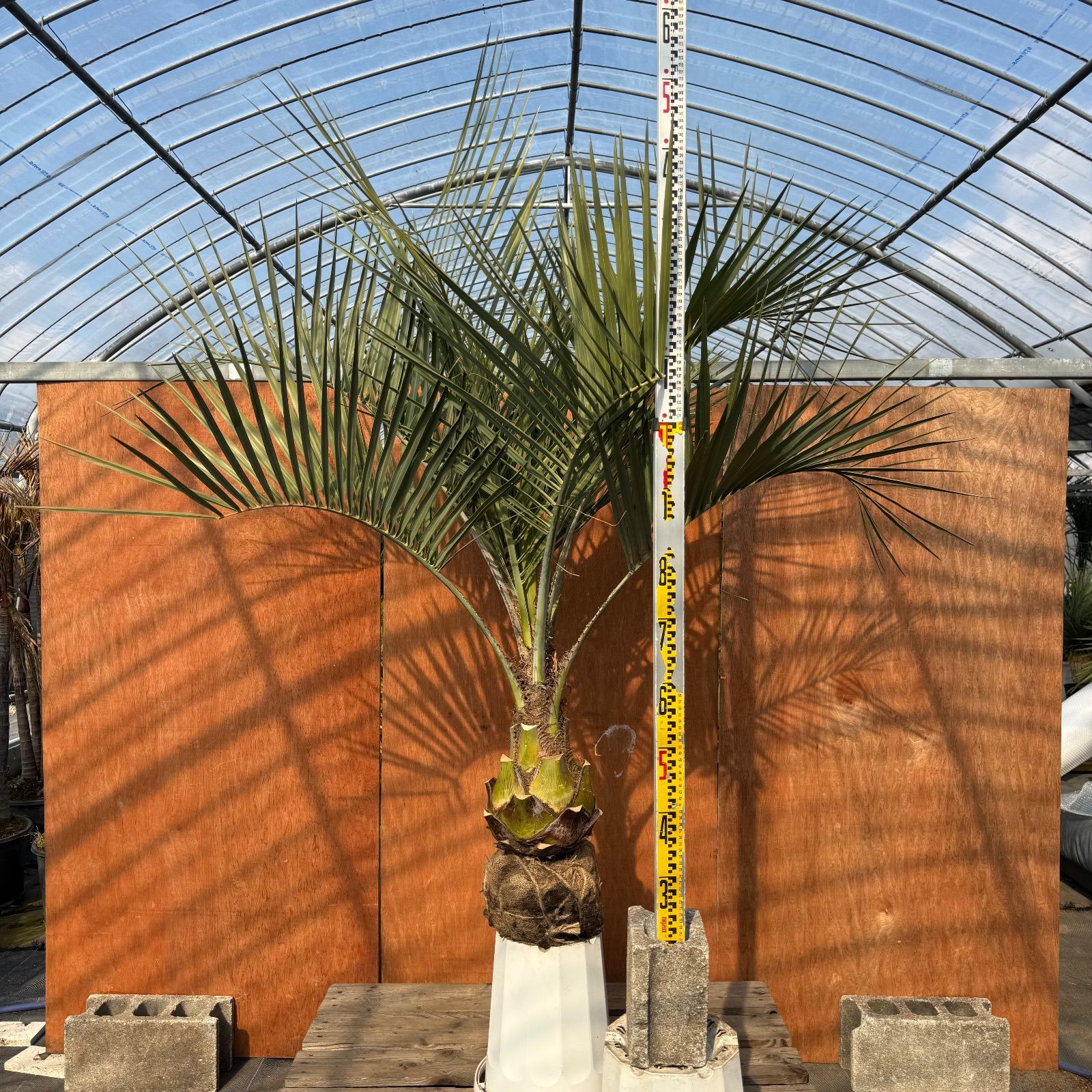 ヨ*ン様 ココスヤシシルバーリーフ【極太】葉先160cm幹回り80cm 幹高25 K*7様 ココスヤシシルバーリーフ【極太】葉先160cm幹回り50cm 幹高