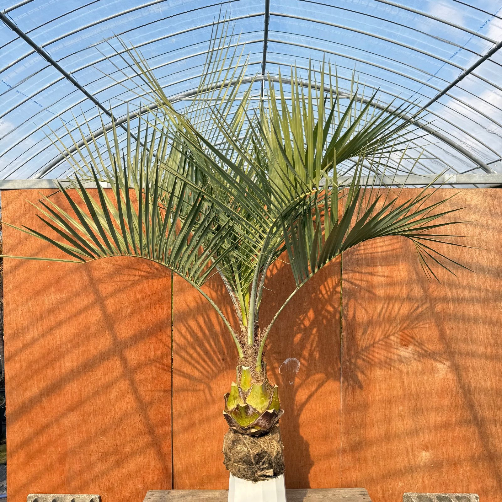 ８*８様 ココスヤシシルバーリーフ【特大❗️】葉先200cm幹回り80cm 幹高 お庭がリゾートにココスヤシ【幹太60cm／葉先200cm】シルバーリーフ