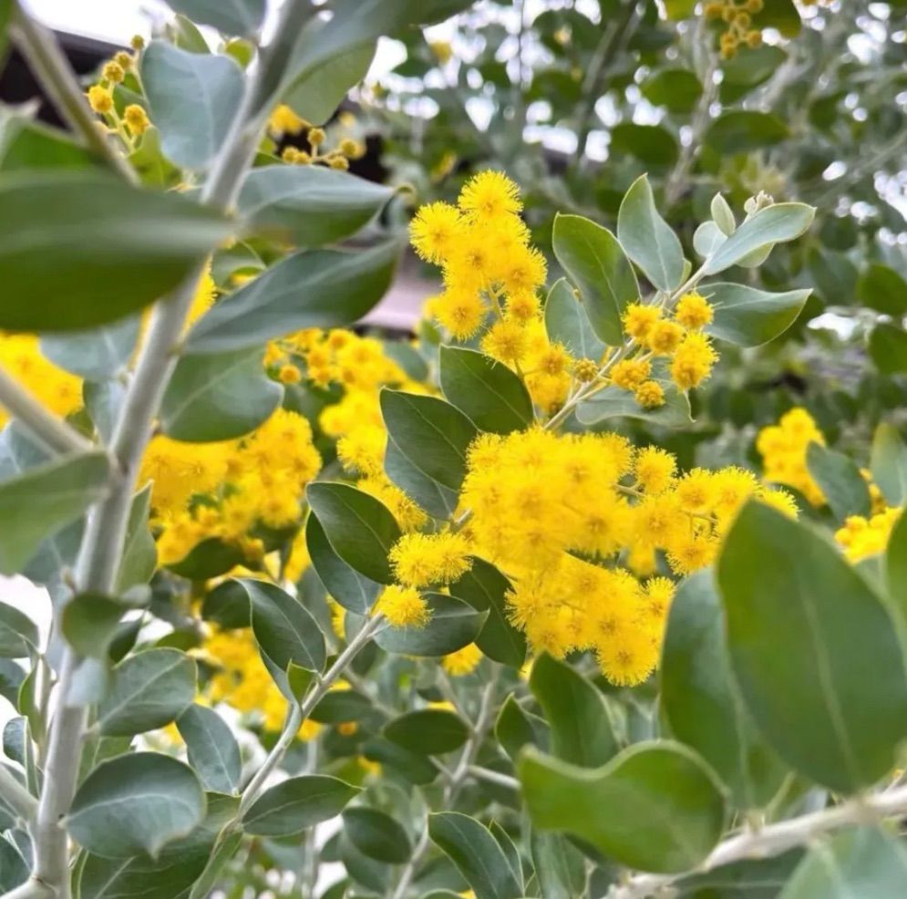 パールアカシア フレッシュ ネコポス 花材 ミモザ - メルカリ