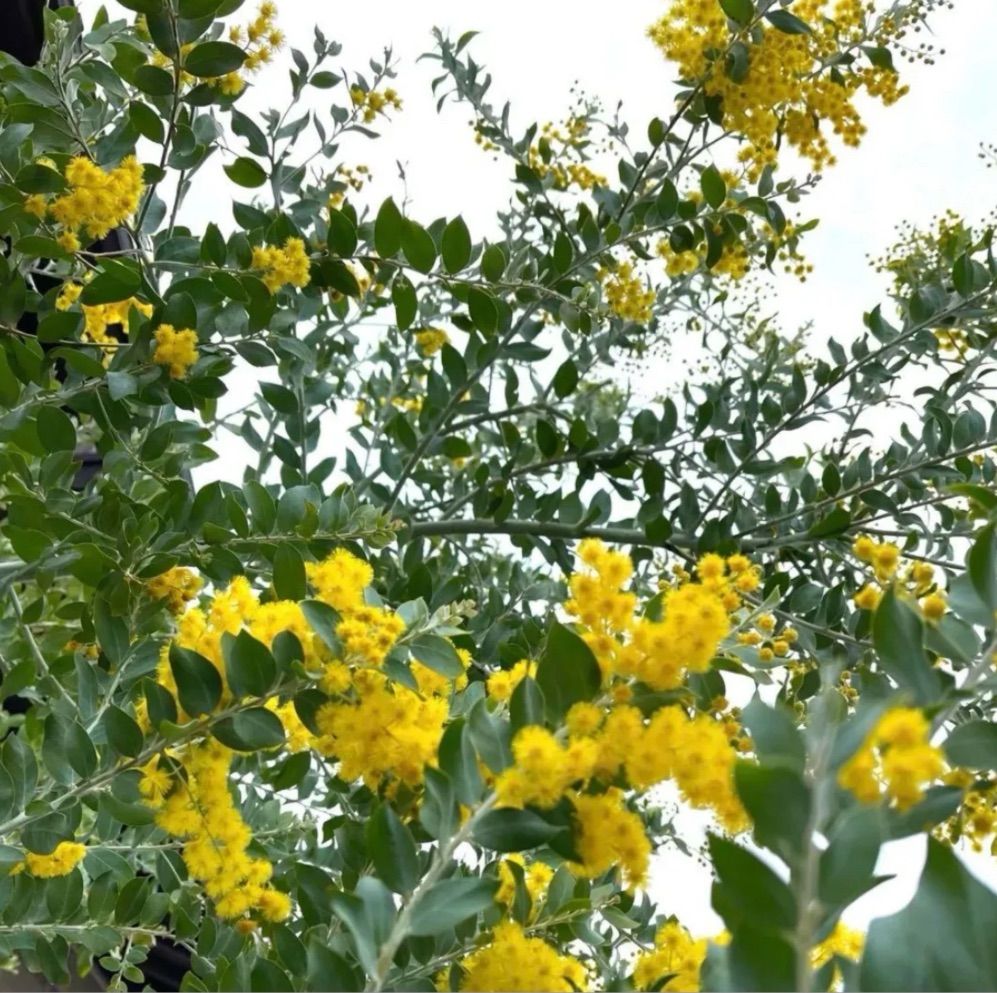 パールアカシア フレッシュ ネコポス 花材 ミモザ - メルカリ