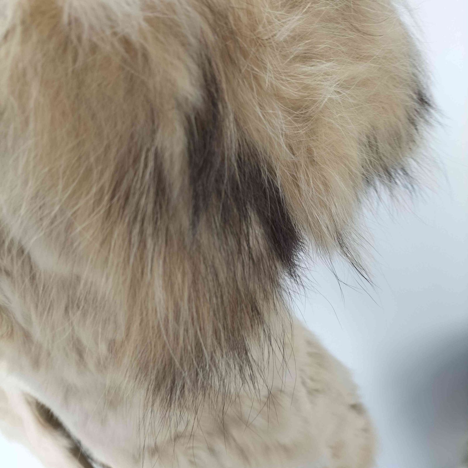 ユーズドフルギ USED古着 Raccoon ＆ Rabbit Real FOX Fur 100% Mouton