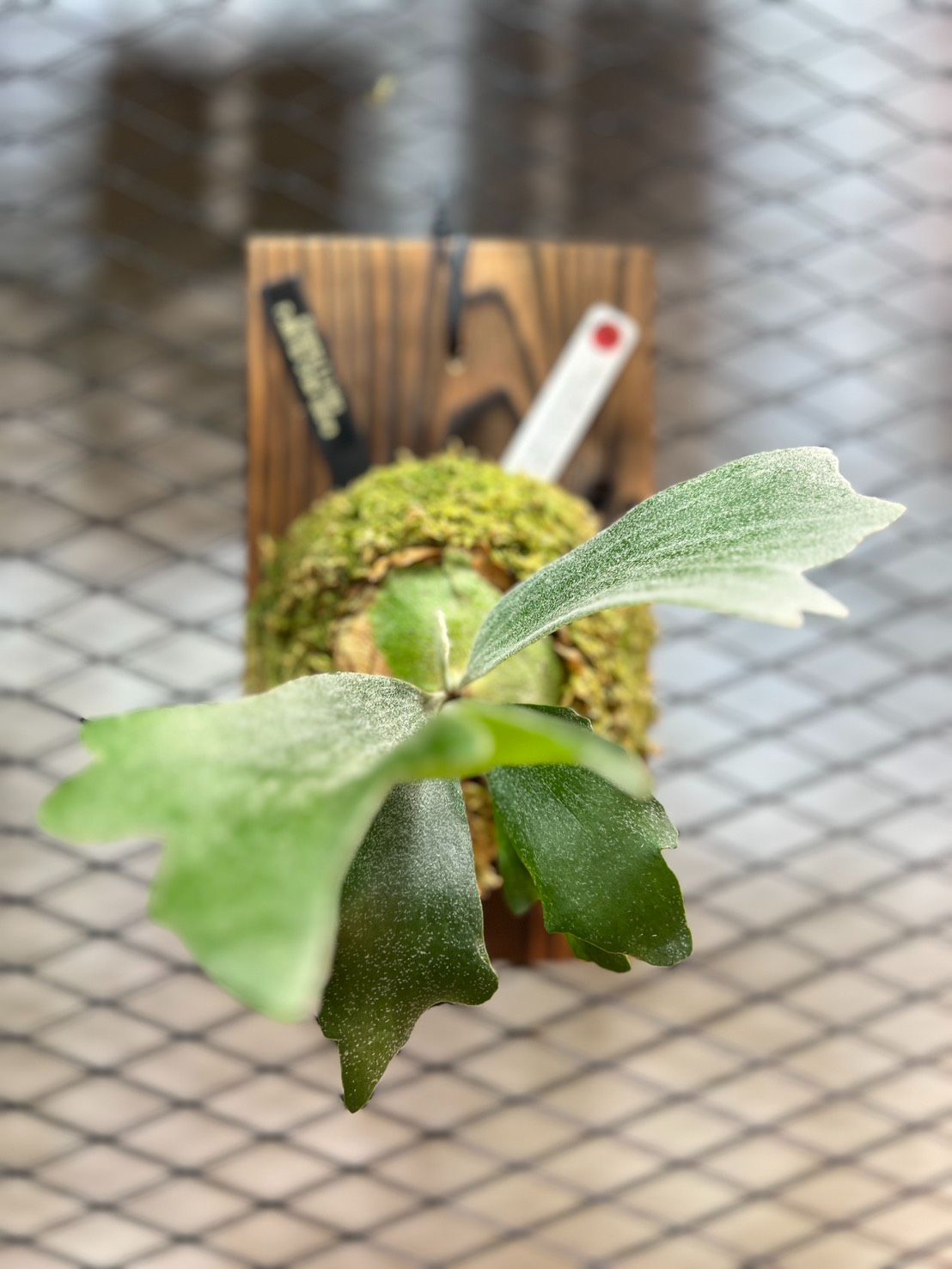 現地直買付】ビカクシダ ホワイトクロウ｜Nook氏選抜株 P.bifurcatum