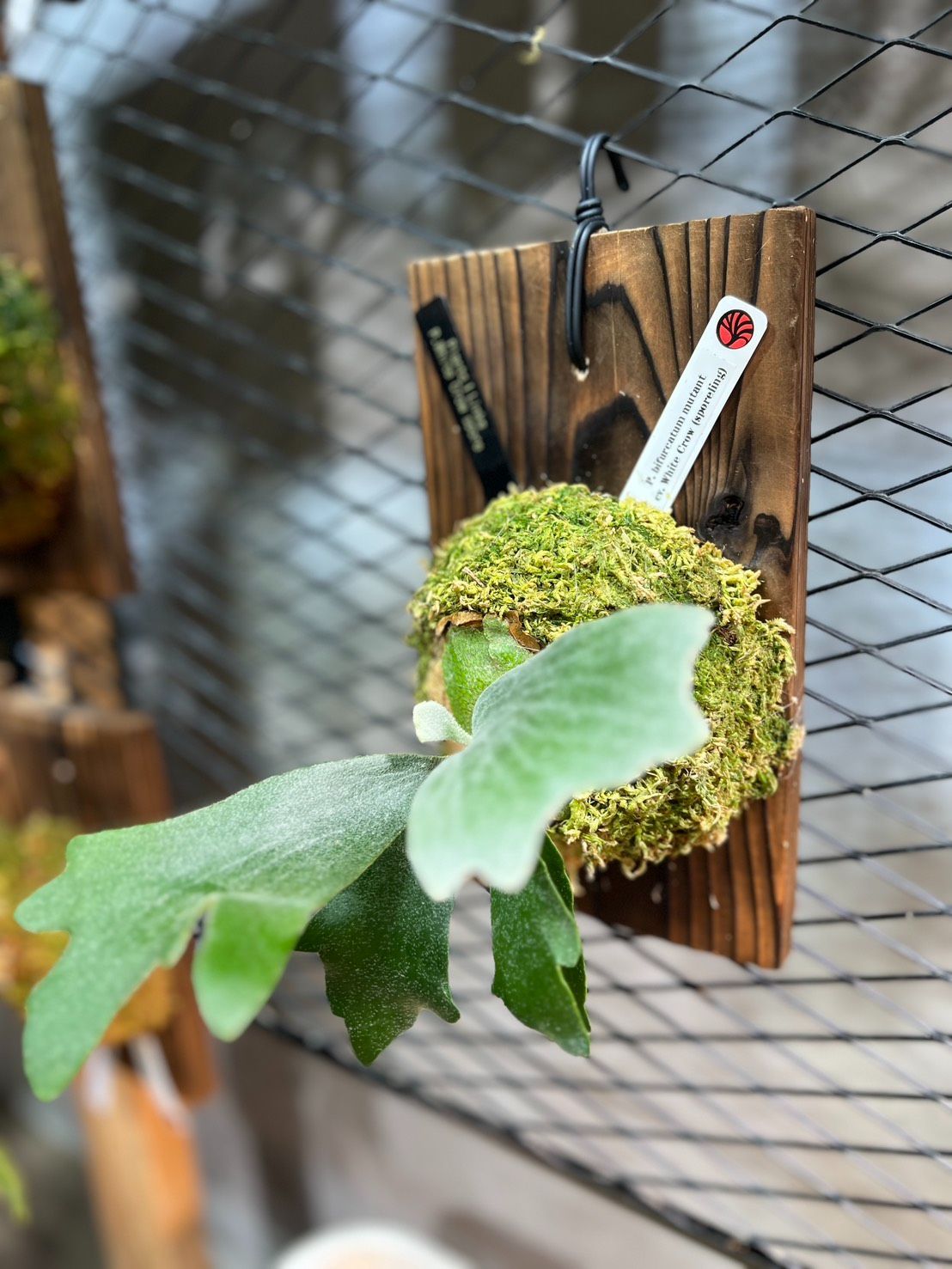 現地直買付】ビカクシダ ホワイトクロウ｜Nook氏選抜株 P.bifurcatum