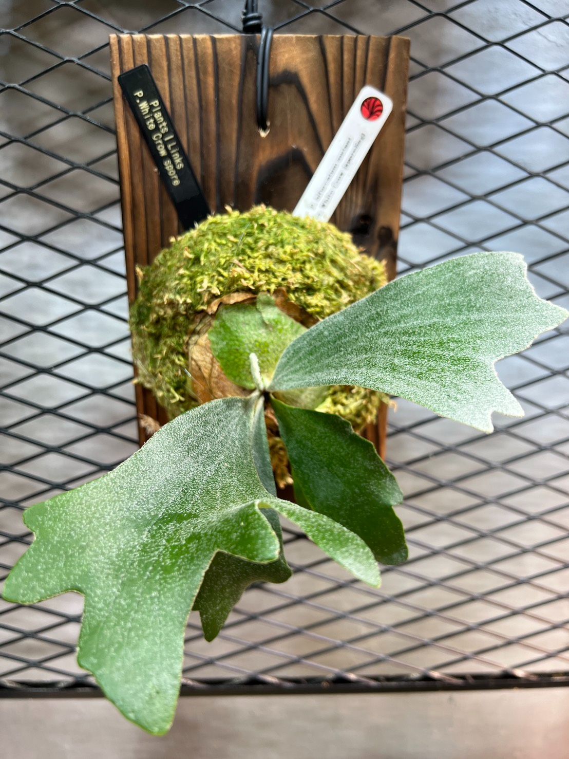 現地直買付】ビカクシダ ホワイトクロウ｜Nook氏選抜株 P.bifurcatum