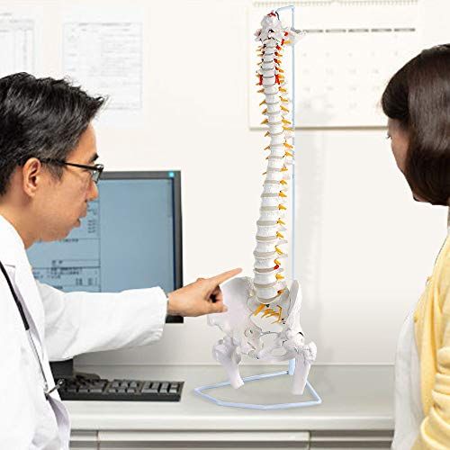 UPstore 実物大 脊髄骨盤模型 90 cm 背骨 脊柱模型 1| 脊柱可動型モデル 吊り下げ 台座付きせき髄 模型 男性骨盤 脊柱可動 ヘルニア病部 脊髄神経根po