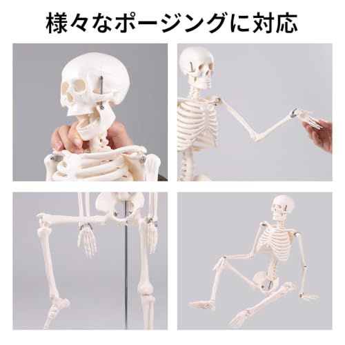 ＃183　人体模型 1/2スケール プラスチック製85cm 1/2可動式人体模型 約85cm スタンド付き Amazon.co.jp: Bonarca 人体