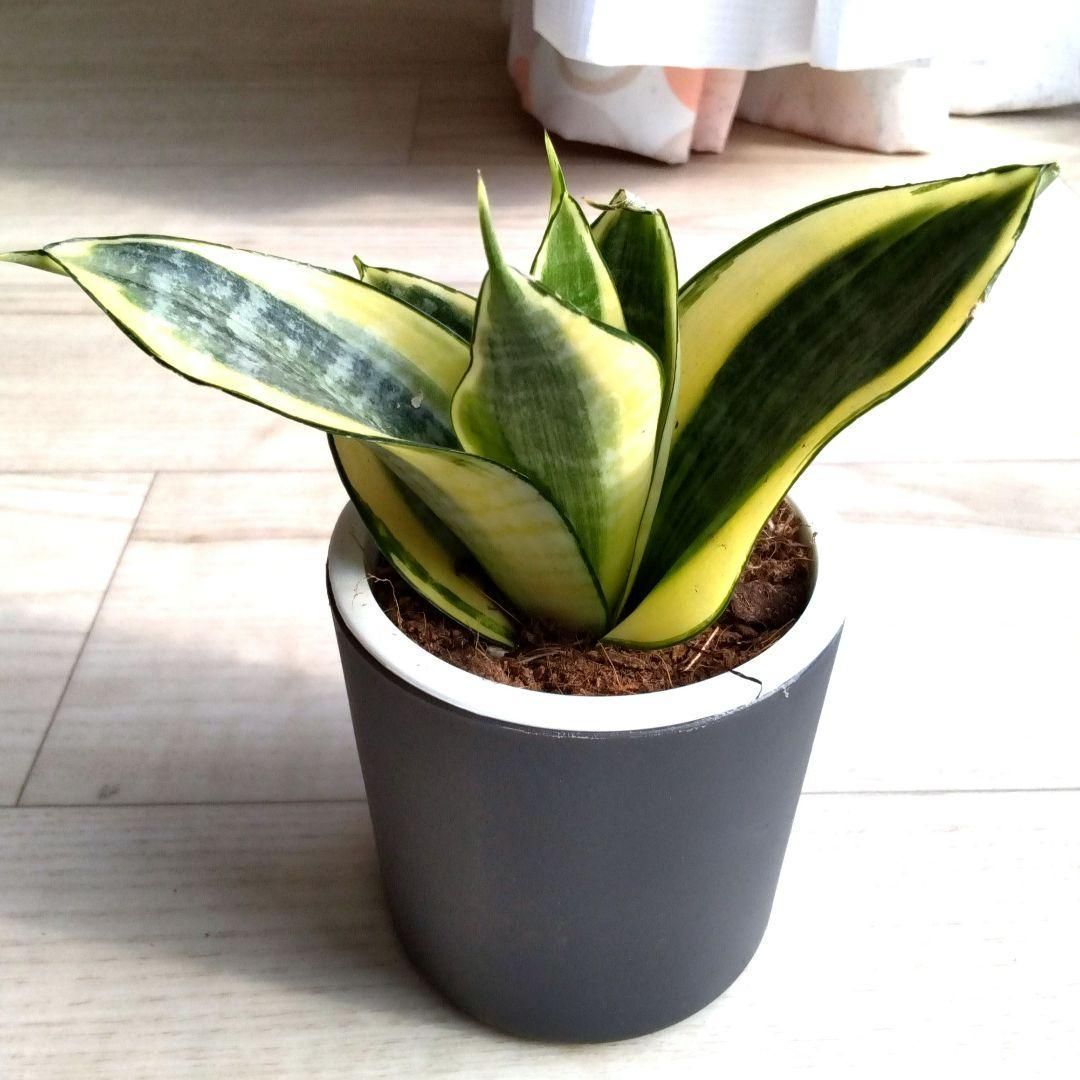 サンスベリア　ビューティークイーン　No.001　鉢、送料込　メルカリ便 サンセベリア☆サンスベリア☆二重構造のグレーの鉢☆鉢を含め高さ